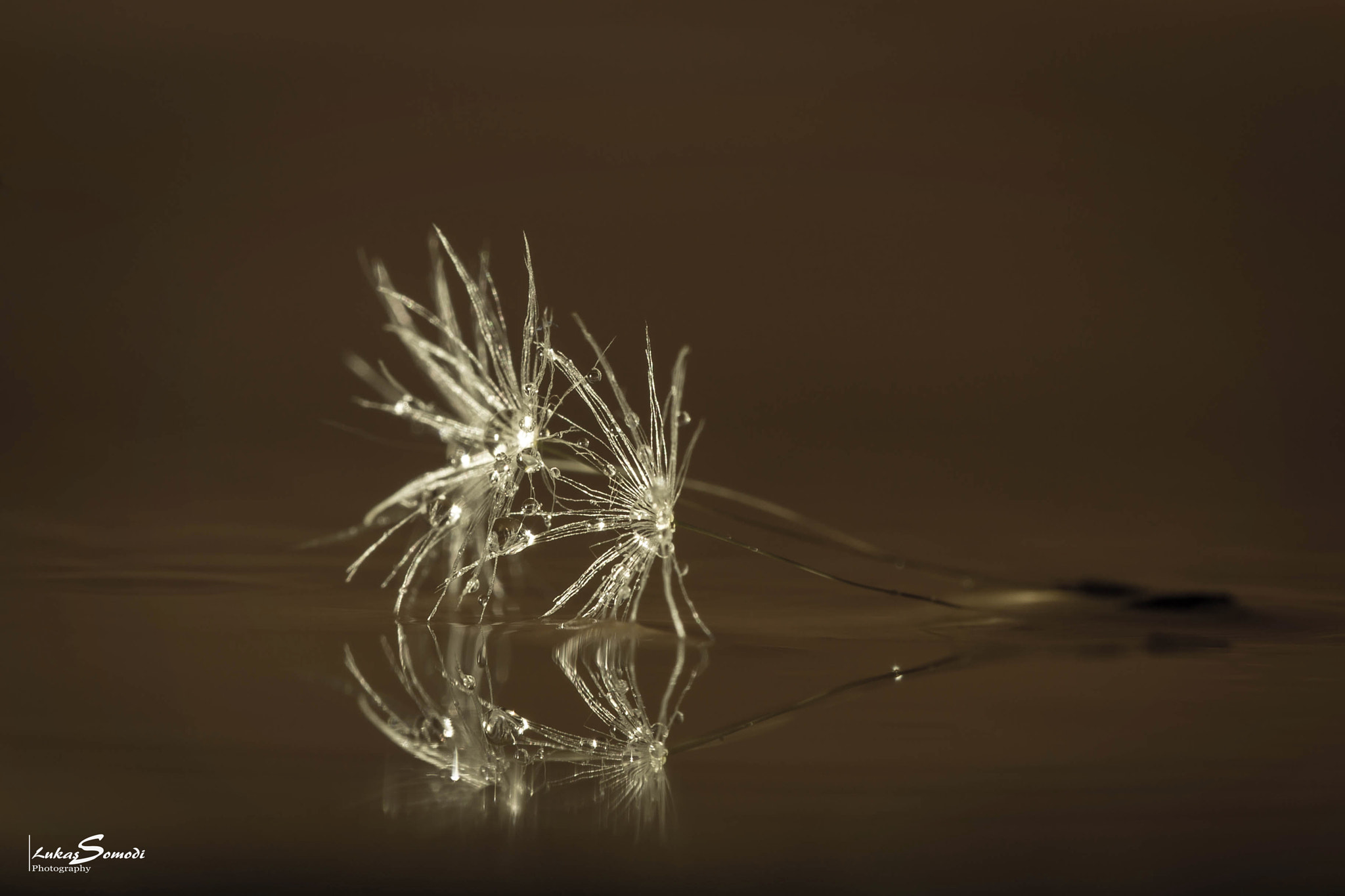Sigma 150mm f/2.8 EX DG OS HSM APO Macro sample photo. Lightness photography