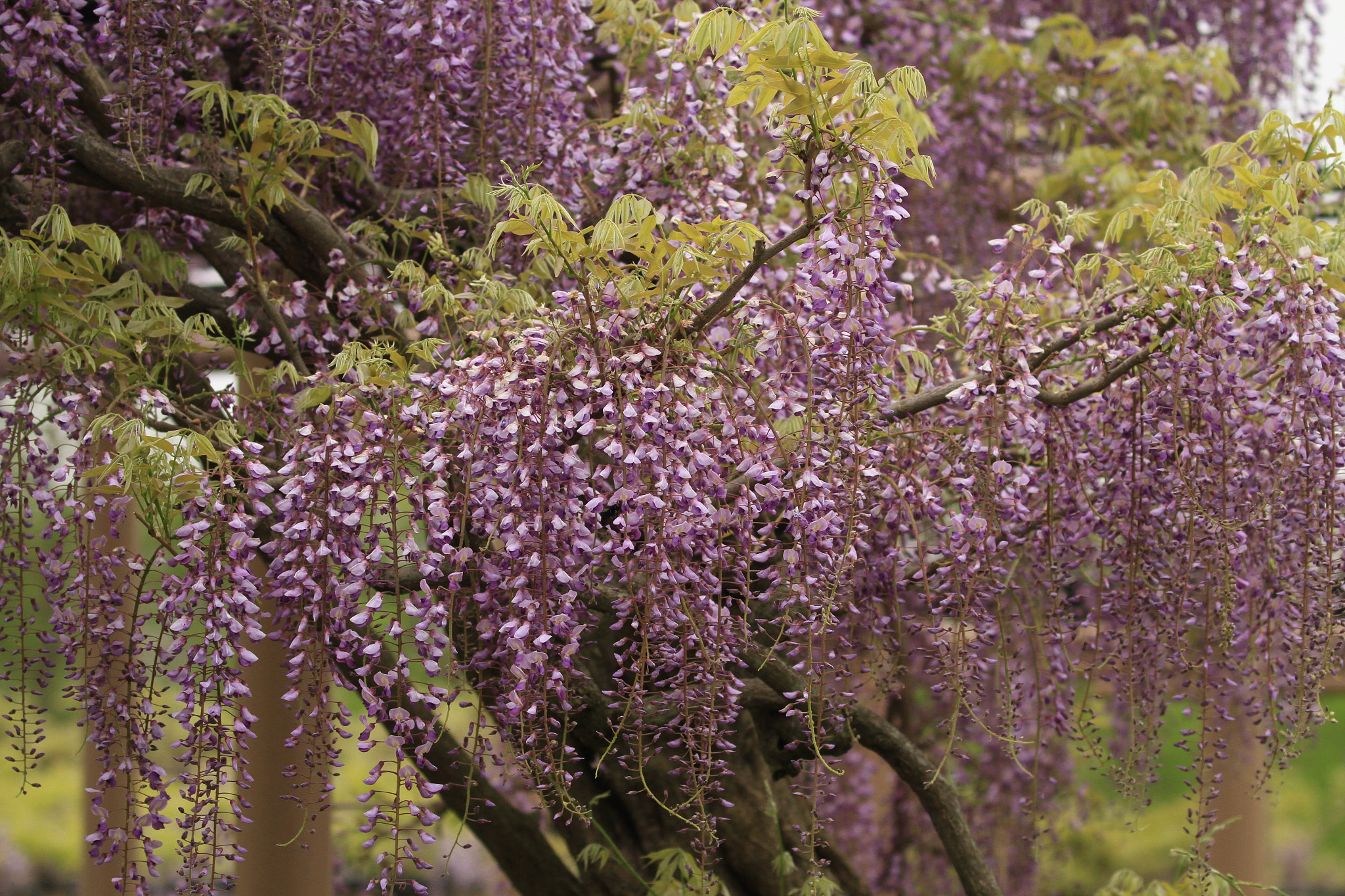 Canon EF 100-400mm F4.5-5.6L IS II USM sample photo. Wisteria  藤の花 photography