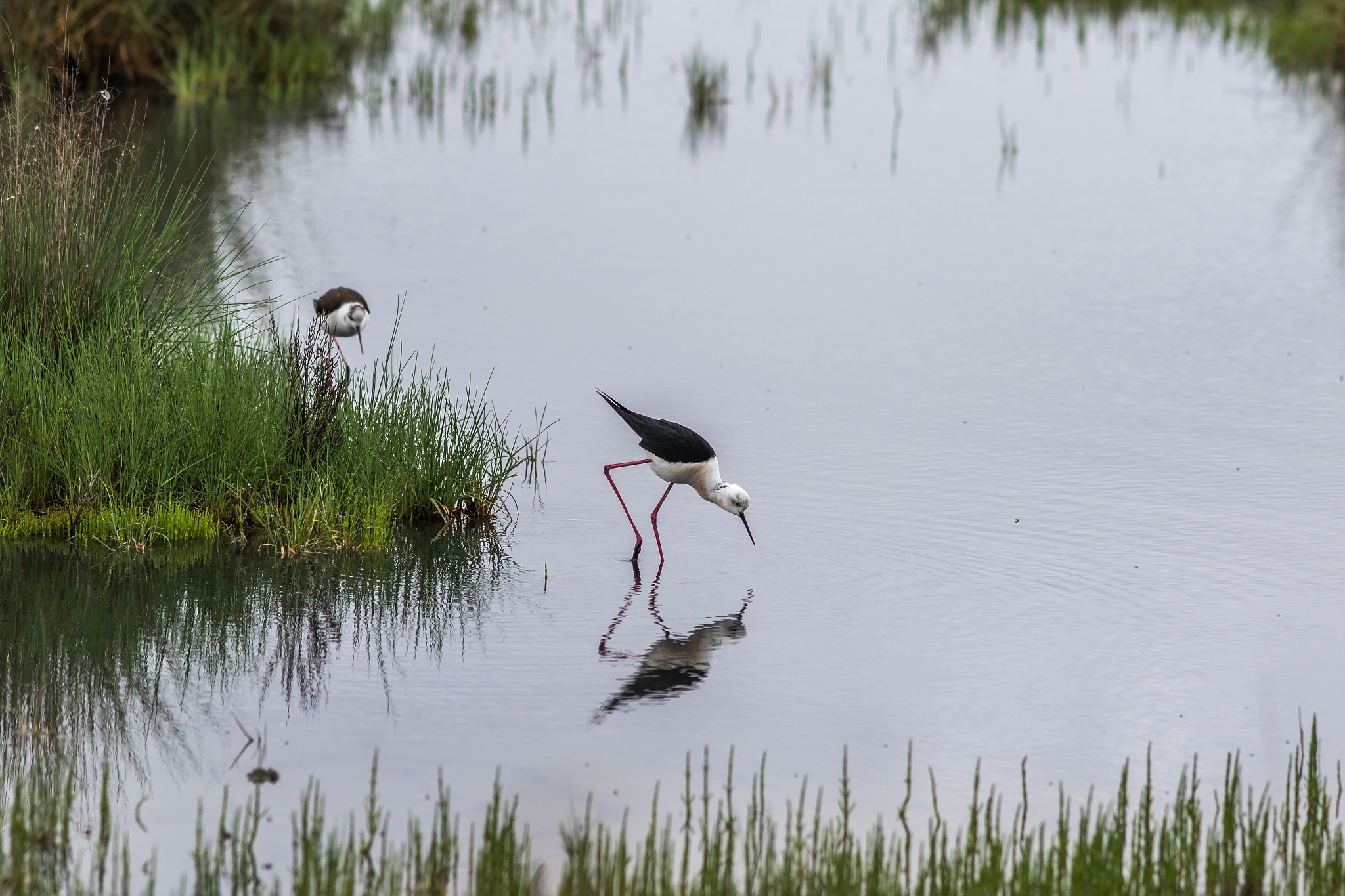 Canon EF 200mm f/2.8L sample photo. Salina di comacchio photography