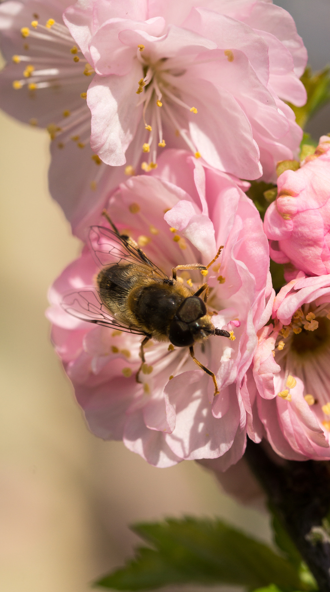 Sony SLT-A58 + 90mm F2.8 Macro SSM sample photo. Wasp on the blossom photography