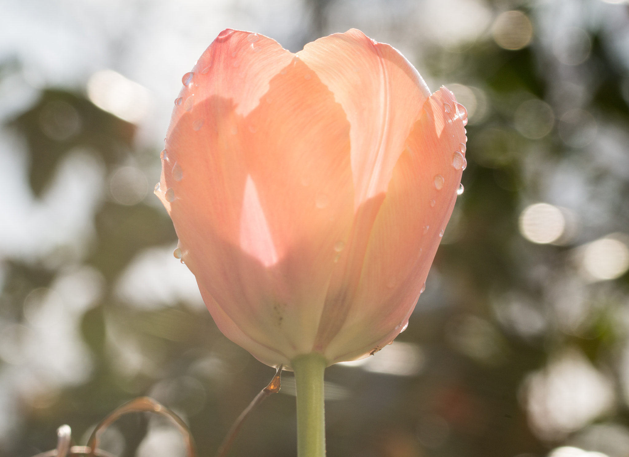 Sony SLT-A58 + 90mm F2.8 Macro SSM sample photo. Tulip in the sunlight photography