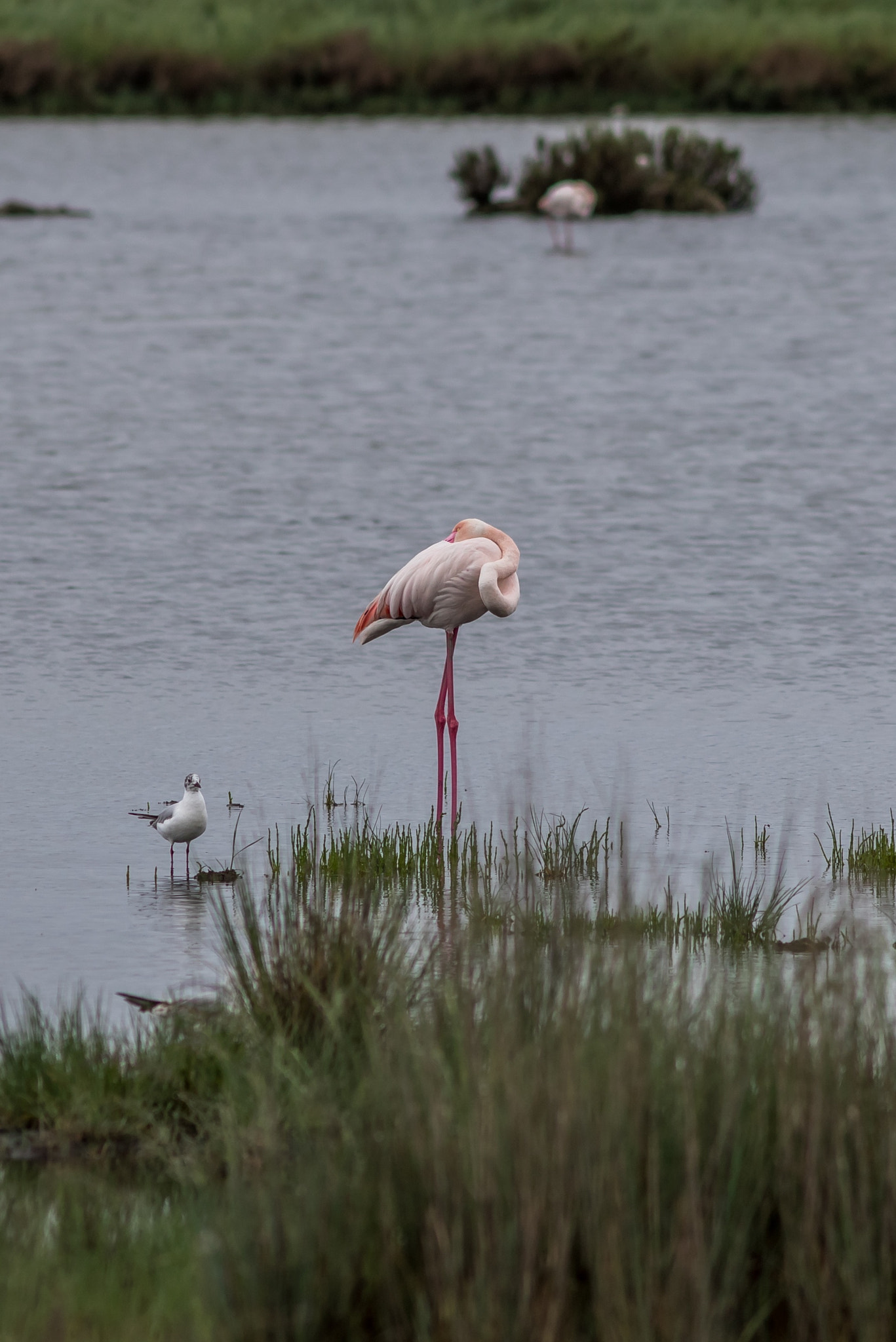 Canon EF 200mm f/2.8L sample photo. Salina di comacchio photography