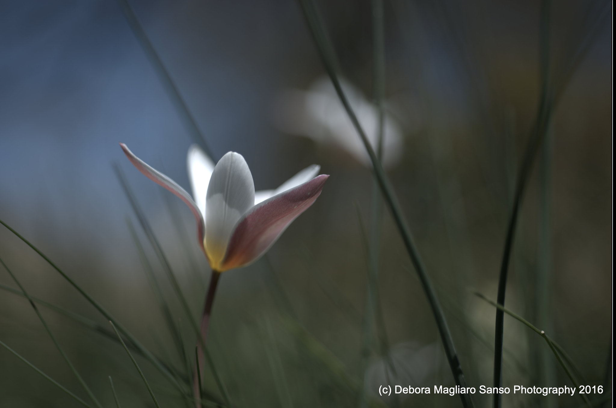 Nikon D610 + Nikon AF Micro-Nikkor 60mm F2.8D sample photo. Winds of nature.... photography