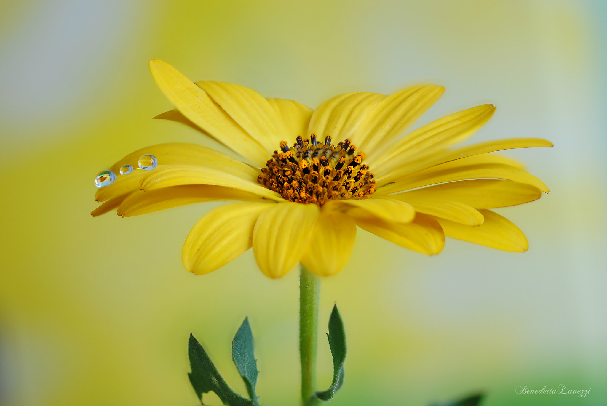 Sigma 105mm F2.8 EX DG OS HSM sample photo. Sunny photography