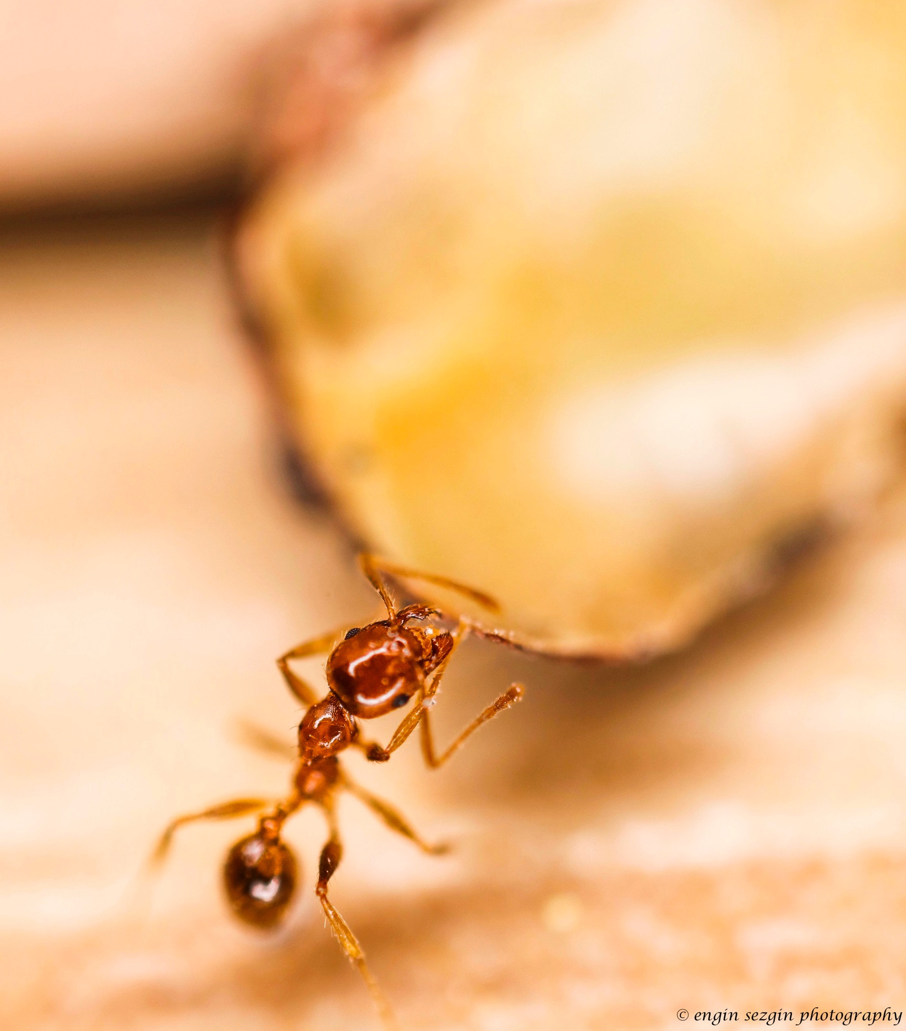 Canon MP-E 65mm F2.5 1-5x Macro Photo sample photo. 2 hours for just one photo. crazy. photography