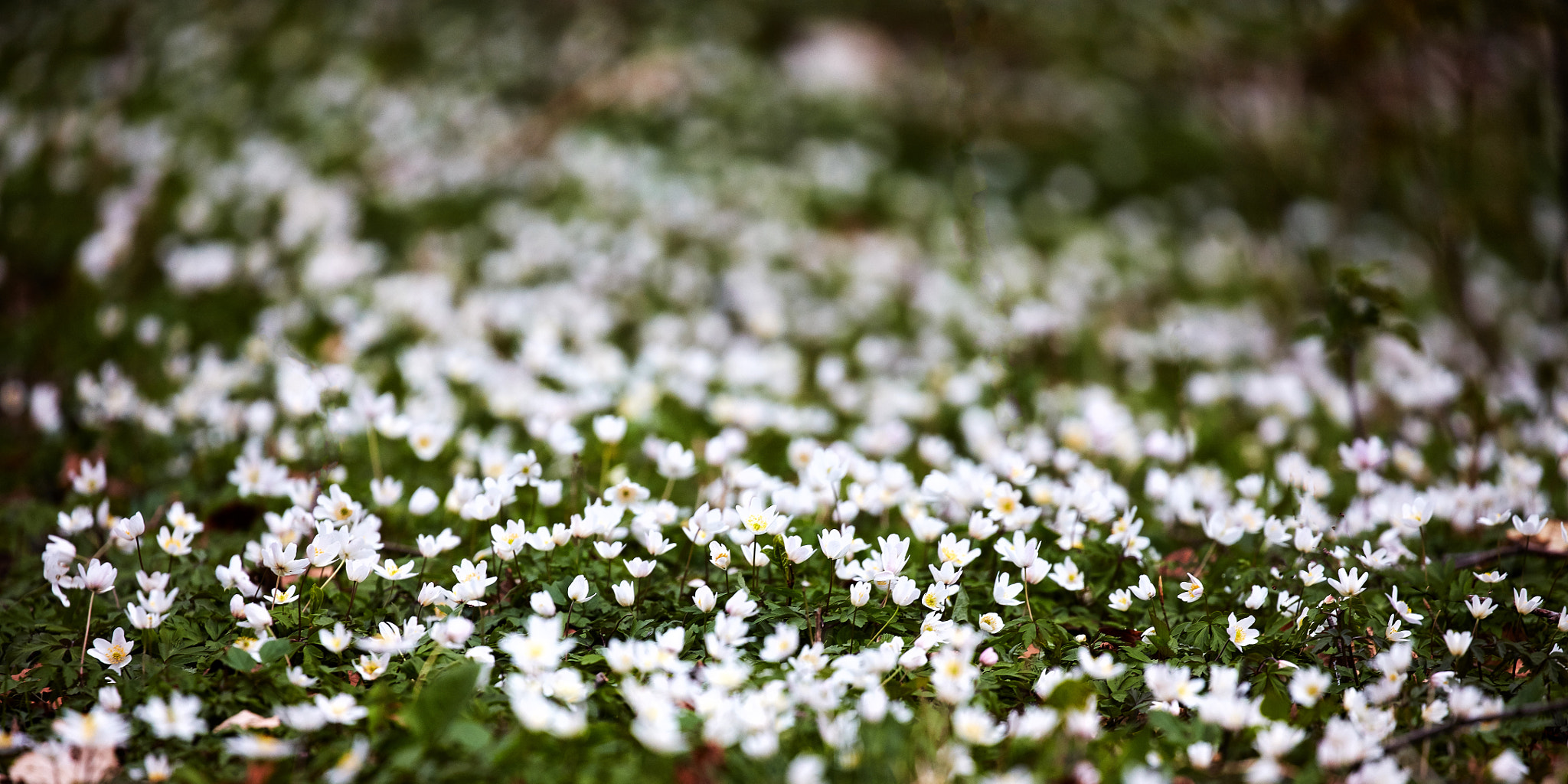 Canon EF 100-400mm F4.5-5.6L IS II USM sample photo. Anemone nemorosa photography