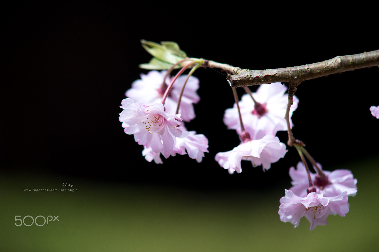 Minolta AF 70-210mm F4 Macro sample photo. Dsc05390-1.jpg photography