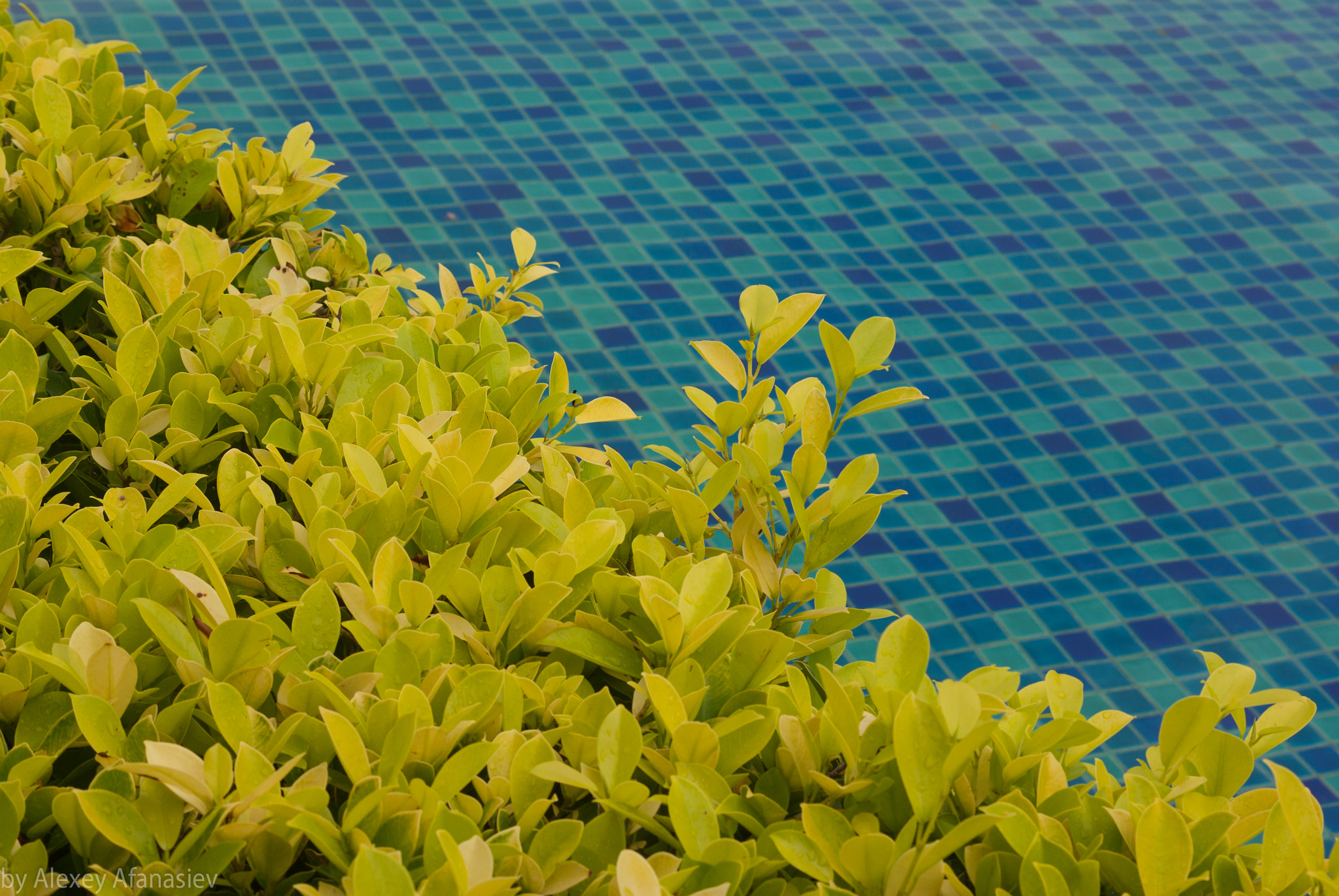 Pentax K10D + Pentax smc DA 50mm F1.8 sample photo. Green and blue photography