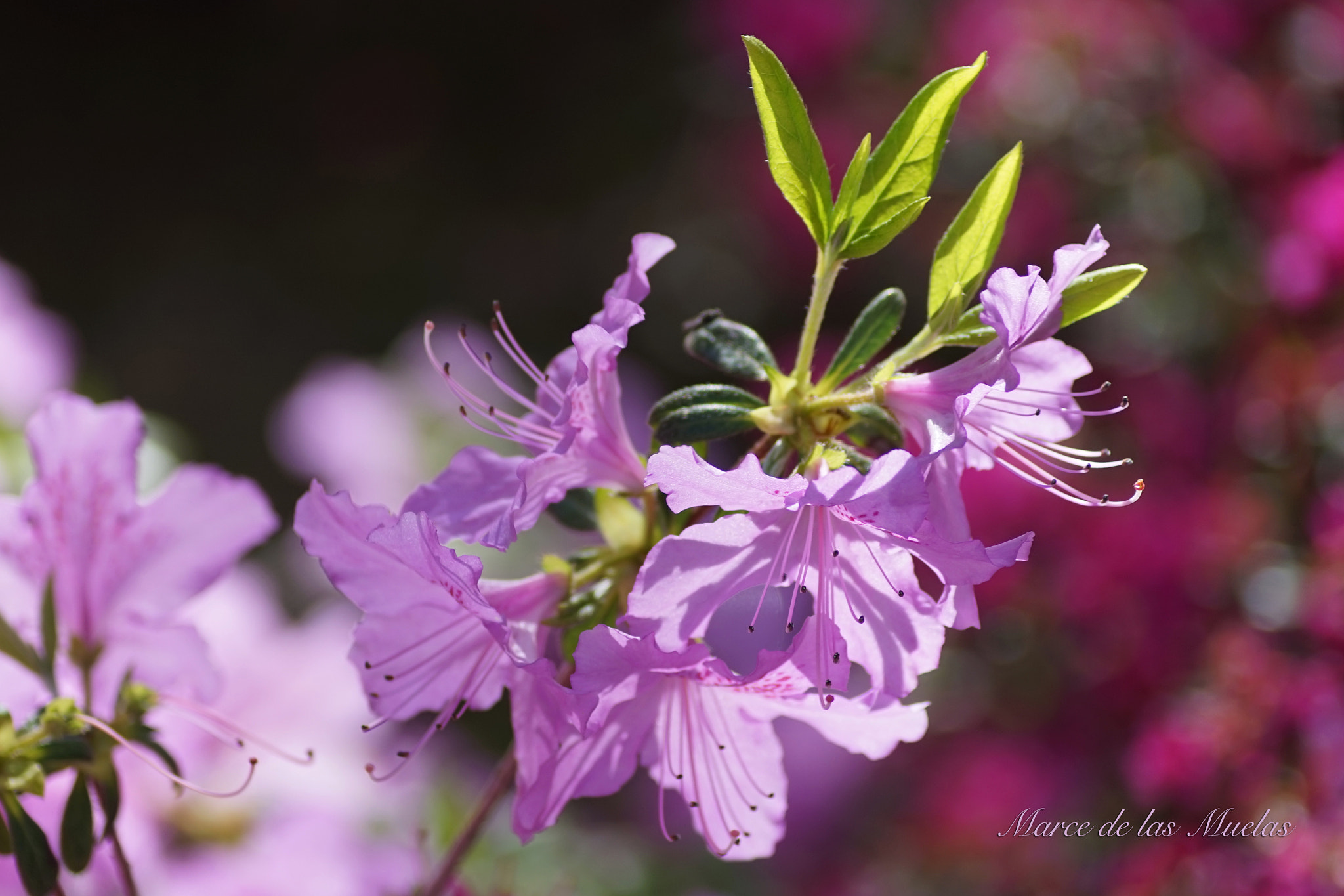 Sony a7R + Sony DT 55-200mm F4-5.6 SAM sample photo. Rododendros rosas.... photography