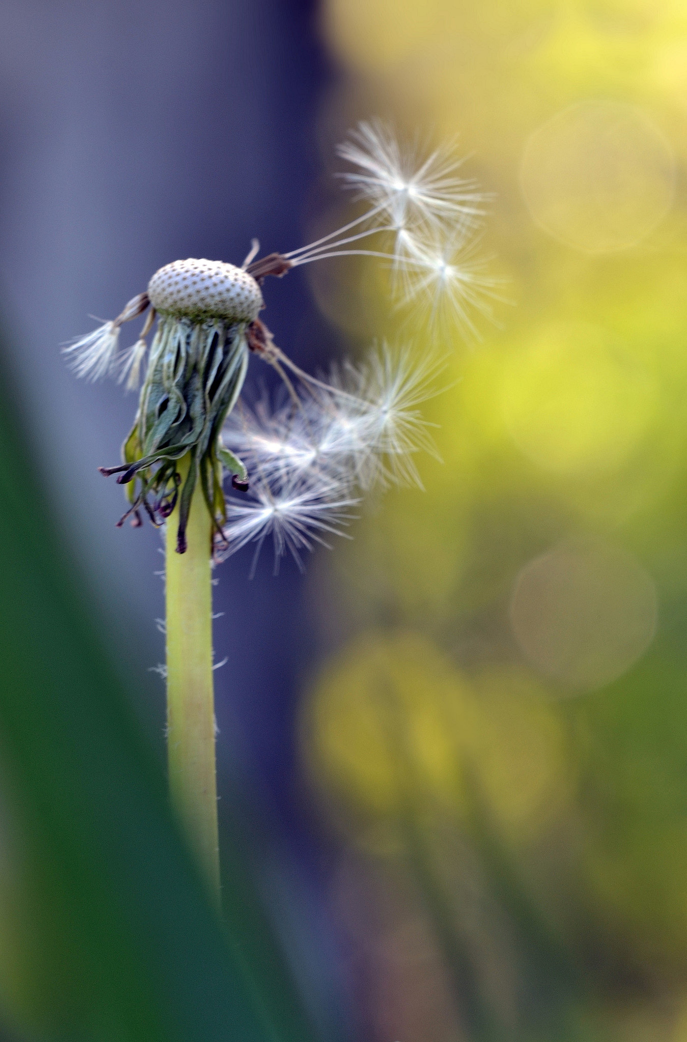 Nikon AF-S DX Micro-Nikkor 85mm F3.5G ED VR sample photo. Dandelion ii. photography
