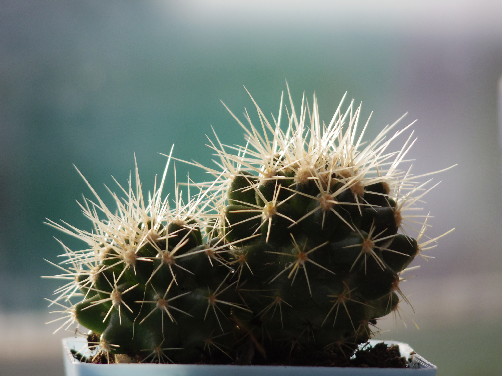 Pentax 06 Telephoto 15-45mm sample photo. Prickly amigo photography