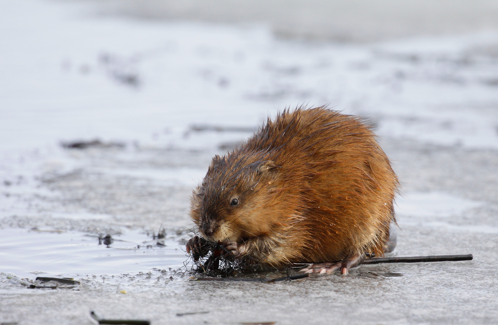 Canon EF 100-400mm F4.5-5.6L IS II USM sample photo. Muskrat photography