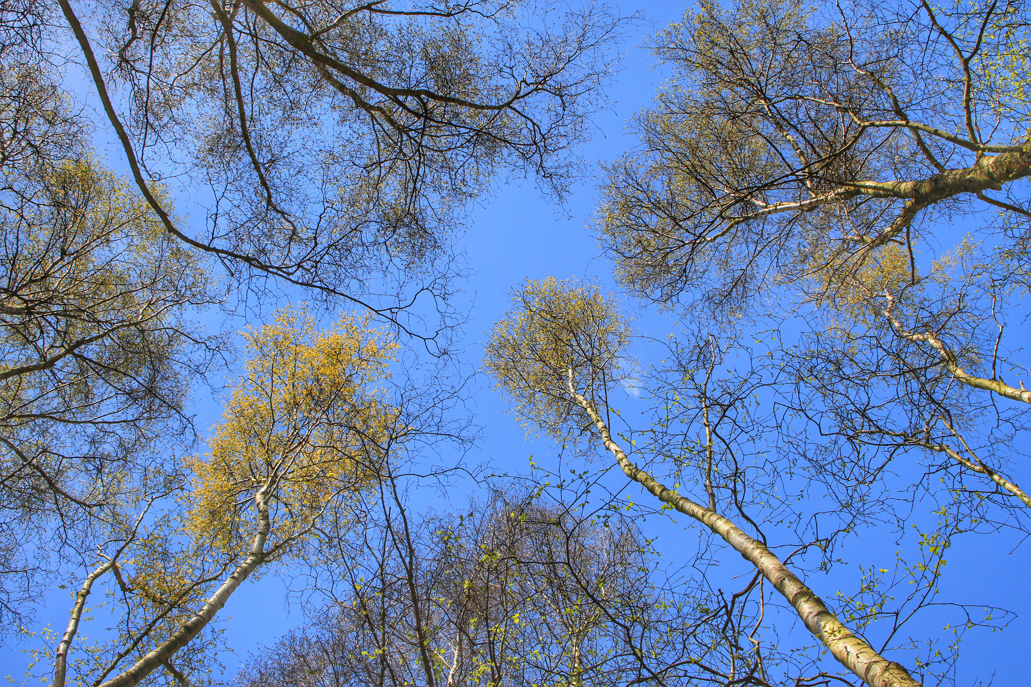 Canon EOS 7D + Canon 18-270mm sample photo. "reach for the sky" taken whilst visiting my local ... photography