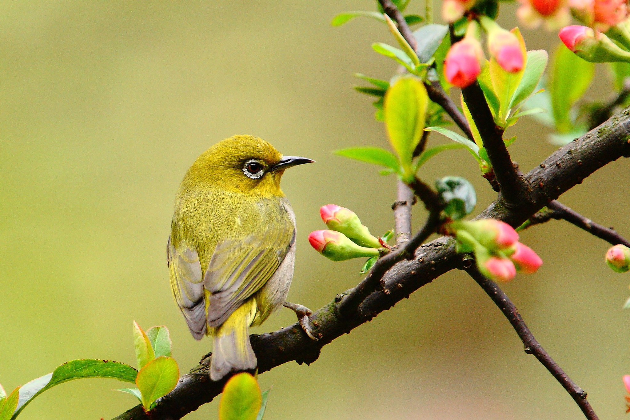 Canon EF 300mm F2.8L IS USM sample photo. Spring messenger photography