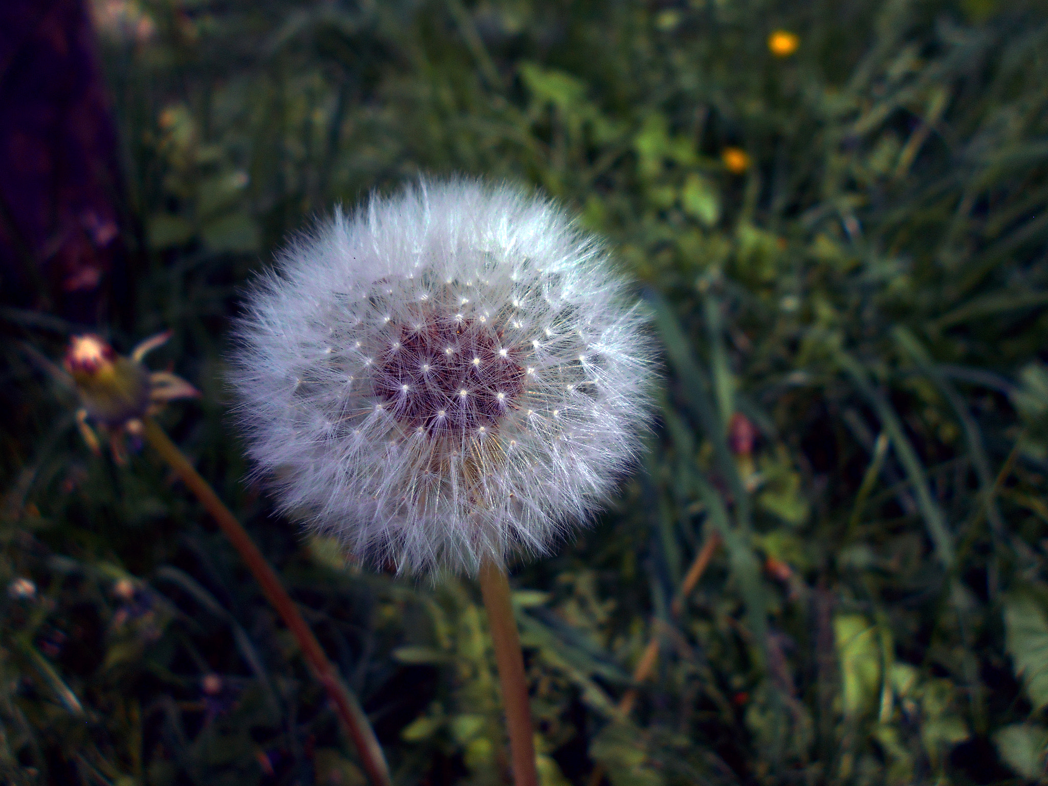 Nikon COOLPIX L30 sample photo. Dandelion puff ii photography