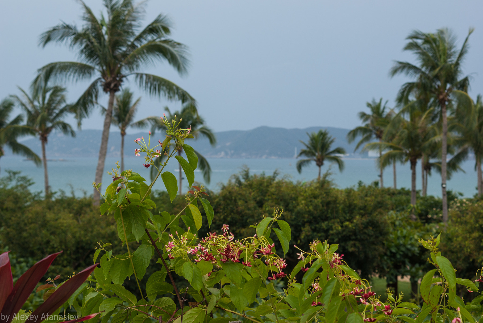 Pentax K10D + Pentax smc DA 50mm F1.8 sample photo. Flowers and palms photography