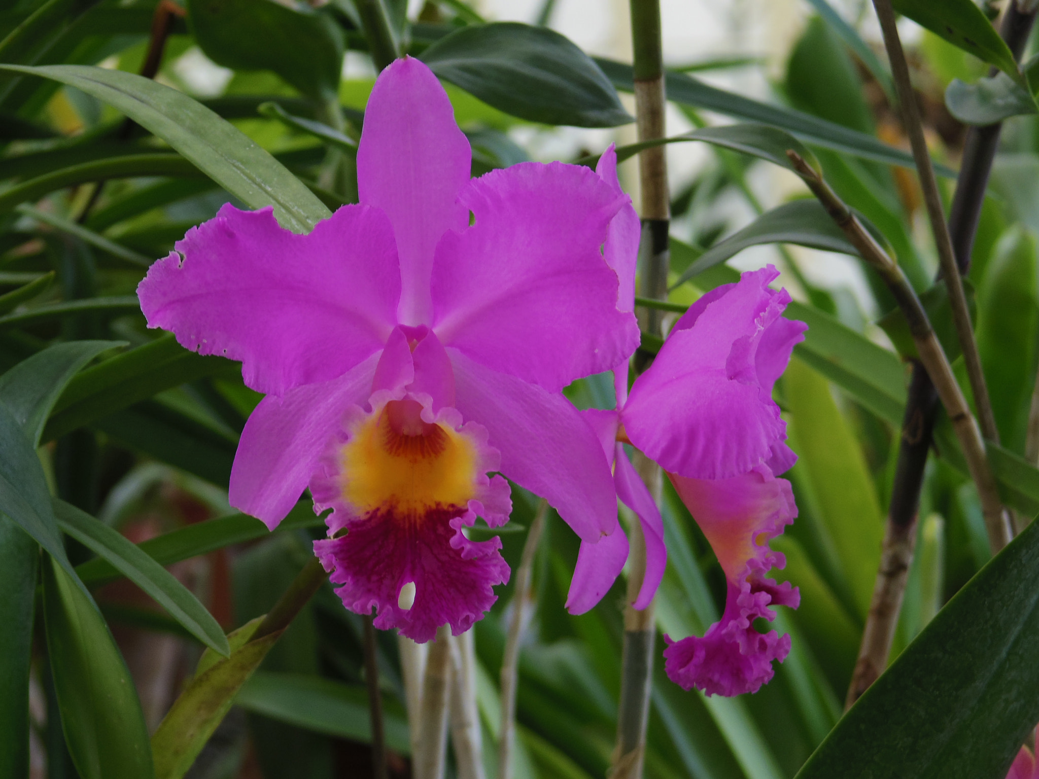 Pentax Q10 sample photo. Oh-rchid photography