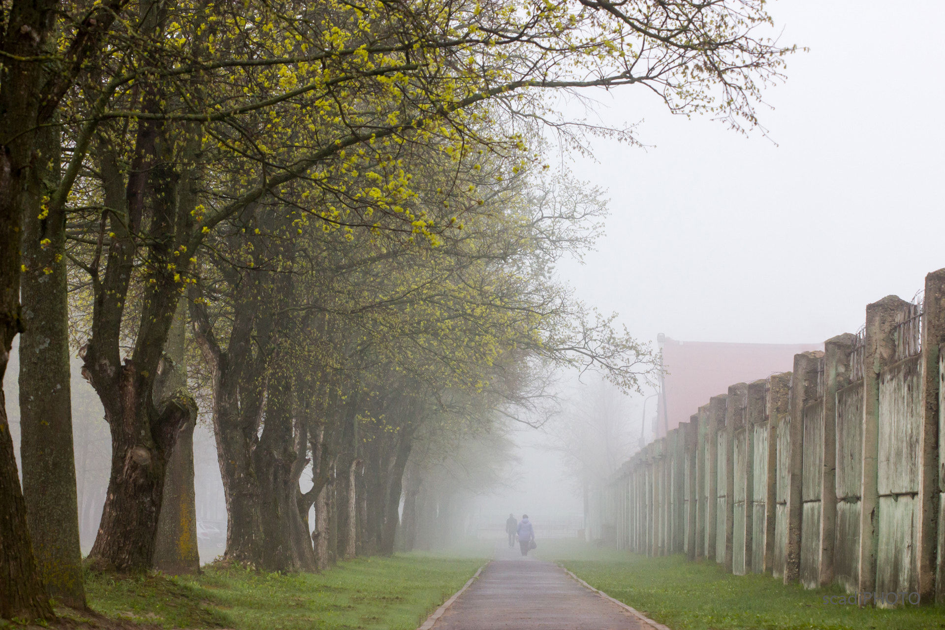 Canon EF 100mm F2.8 Macro USM sample photo. Foggy morning. photography
