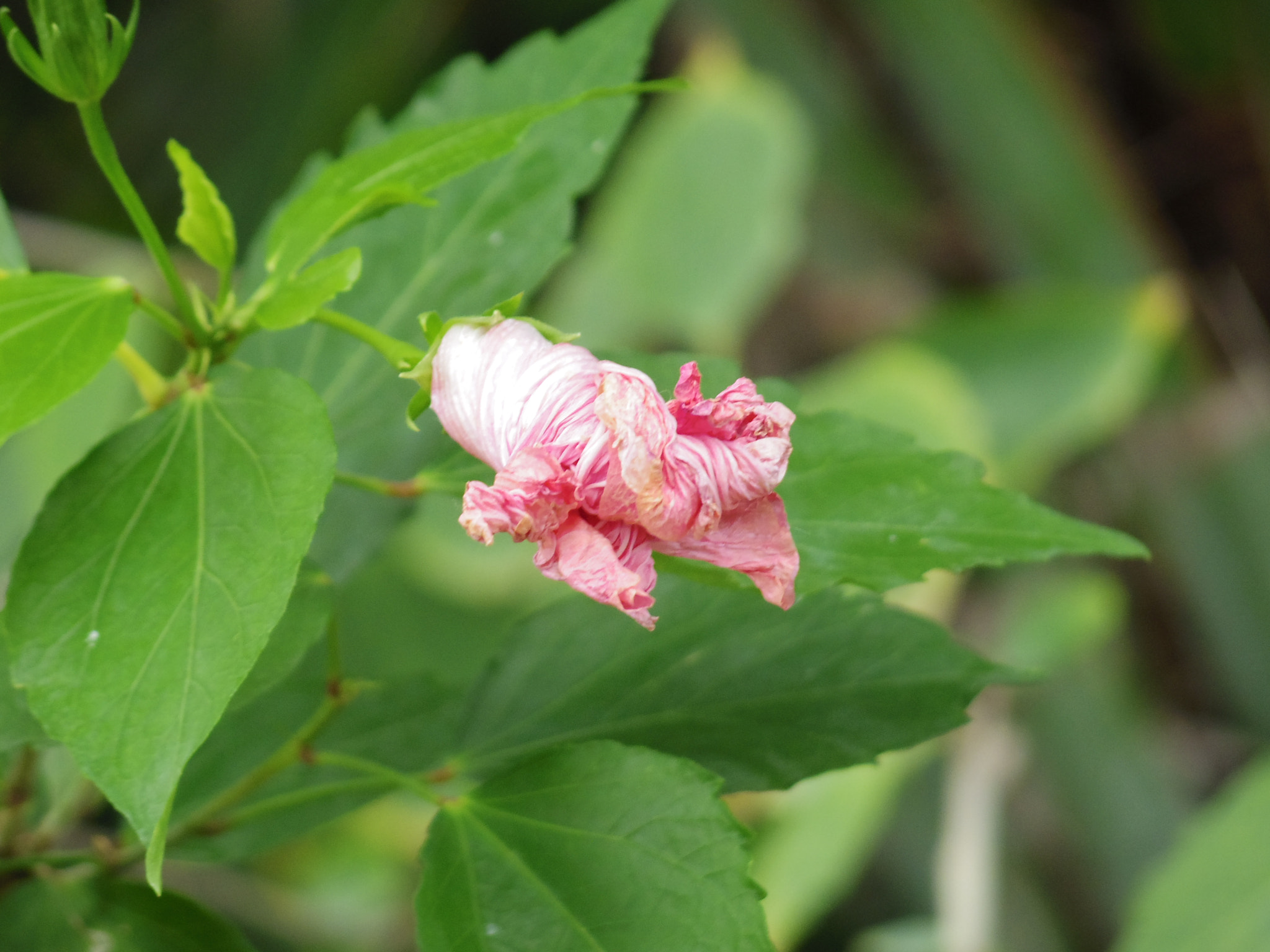Pentax Q10 sample photo. Bgd photography