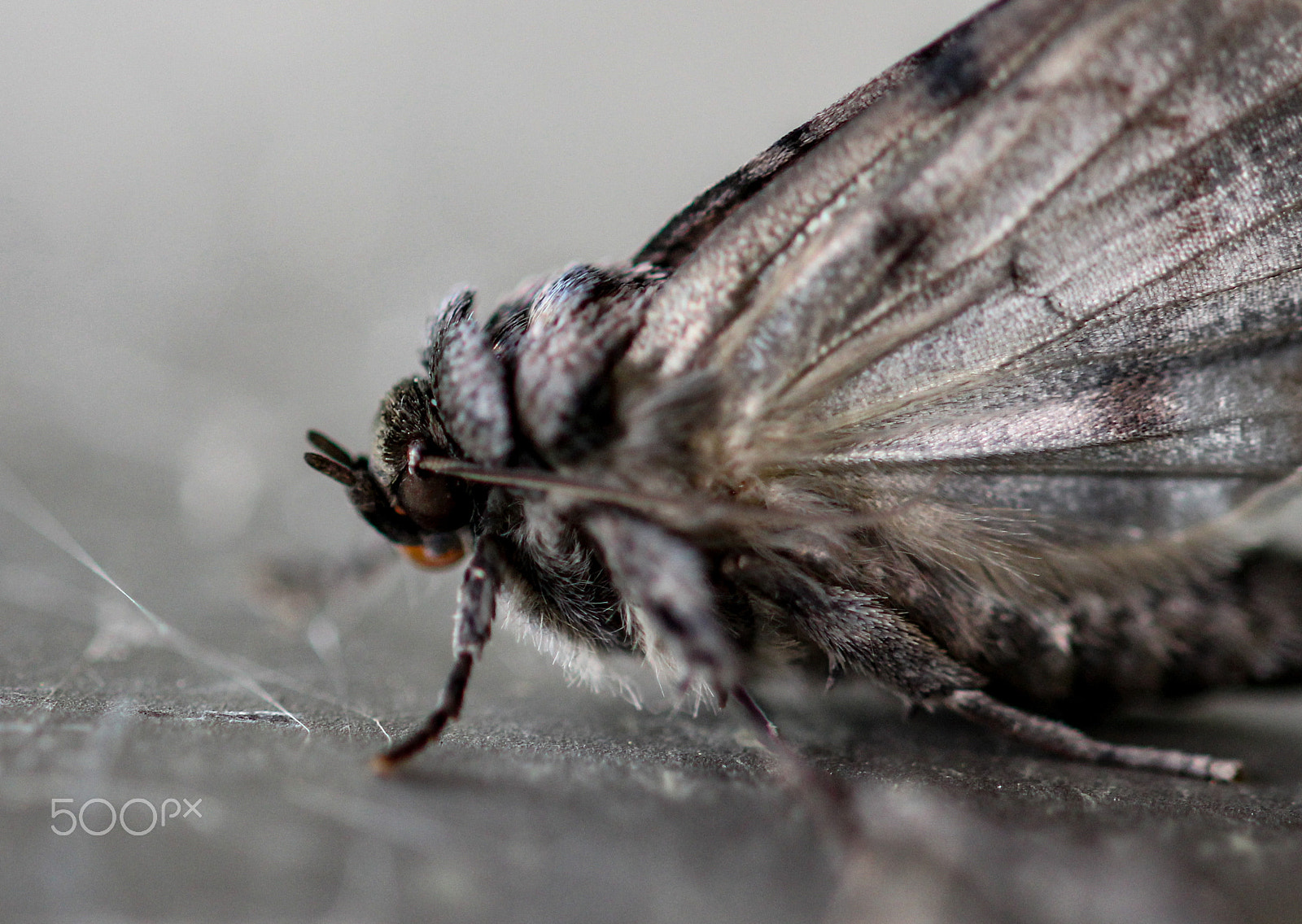 Sigma 105mm F2.8 EX DG OS HSM sample photo. Bison photography