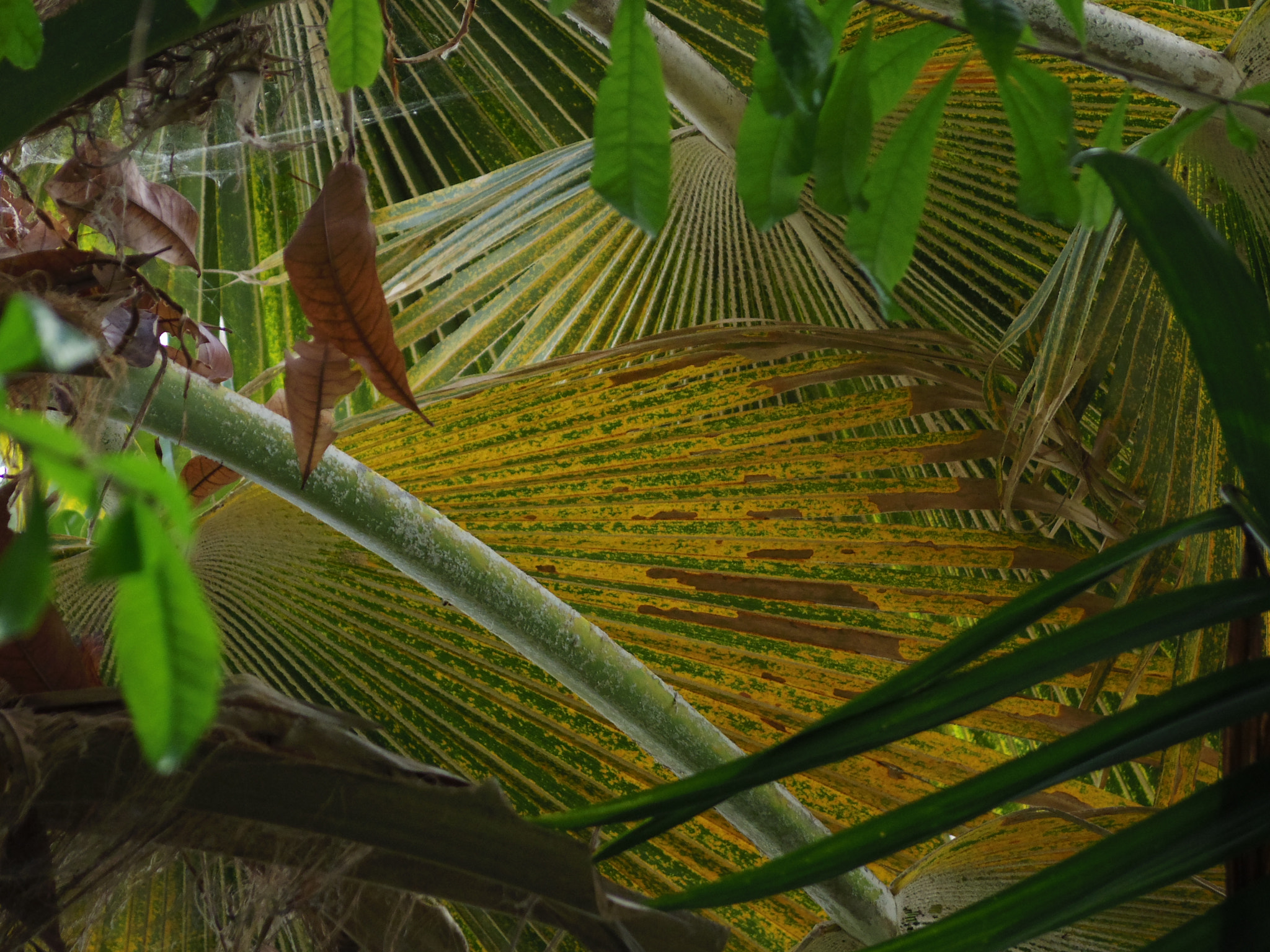 Pentax Q10 sample photo. Jungle collage photography