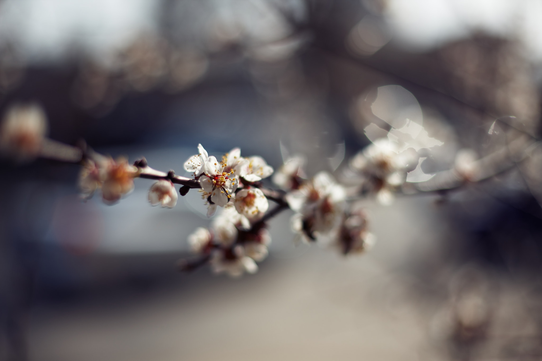 Canon EOS-1Ds Mark III sample photo. Цветение photography