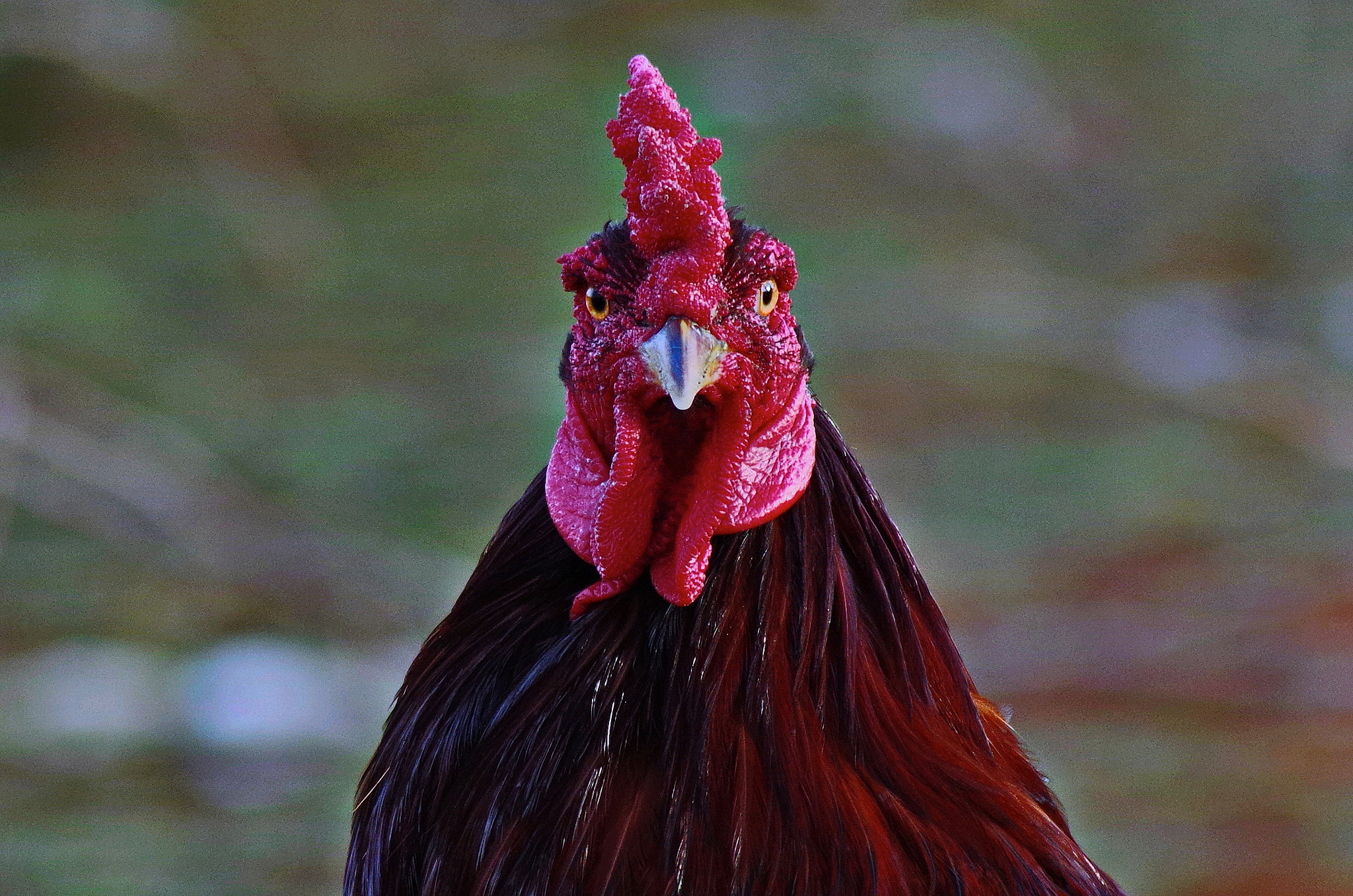 Pentax K-50 + Tamron AF 70-300mm F4-5.6 Di LD Macro sample photo. Male hen/chicken photography