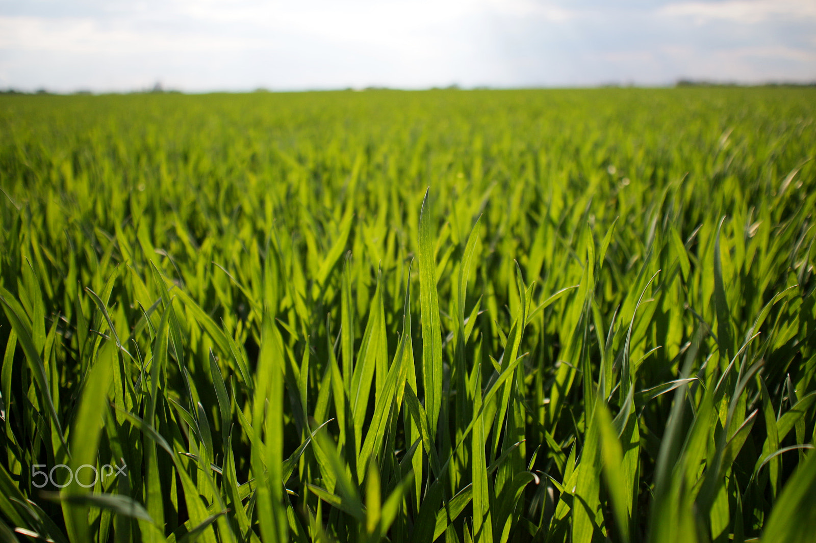 Sigma 18-50mm F2.8-4.5 DC OS HSM sample photo. Green infinity photography