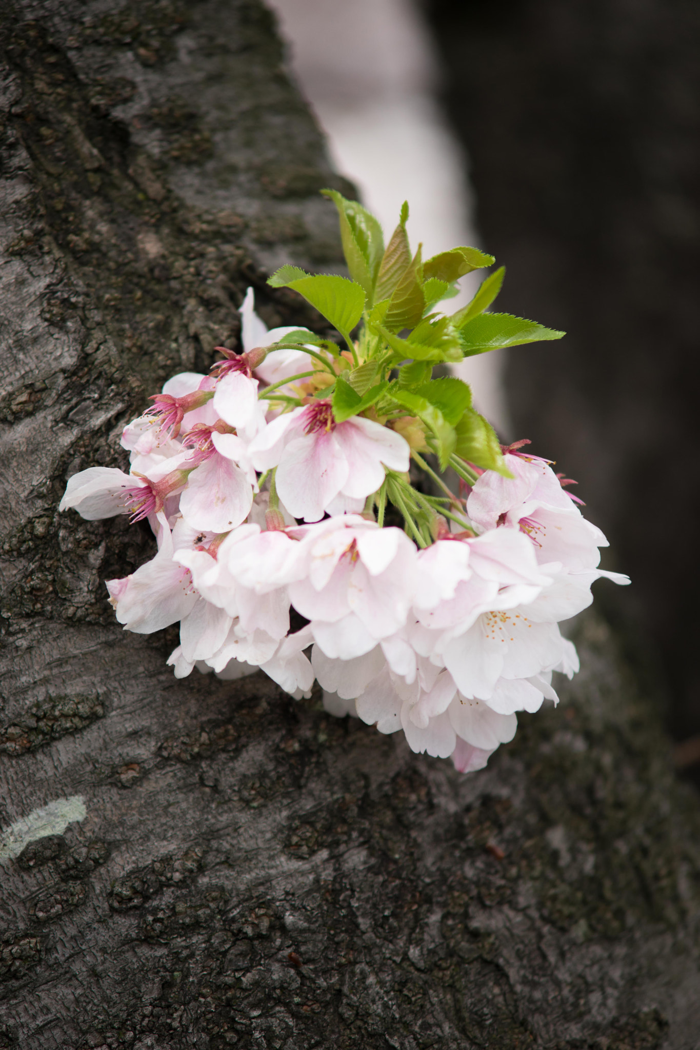 Minolta AF 70-210mm F4 Macro sample photo. Dsc05215-1.jpg photography