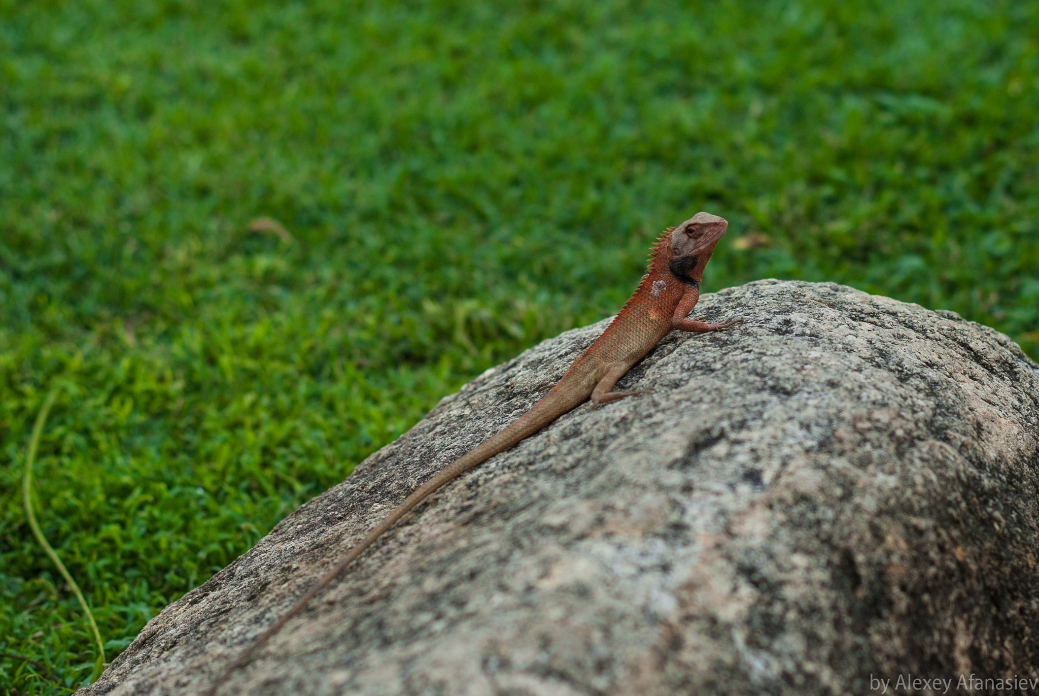 Pentax K10D + Pentax smc DA 50mm F1.8 sample photo. Lizard photography