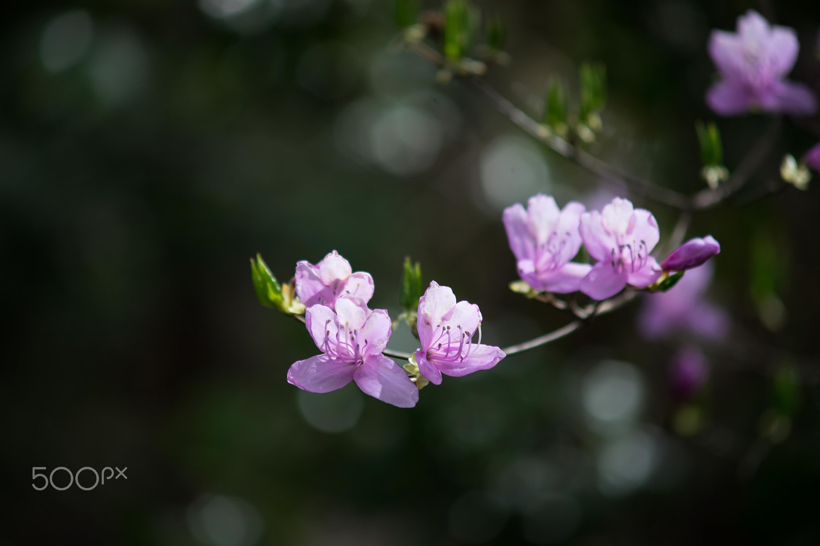 Minolta AF 70-210mm F4 Macro sample photo. Dsc05353-2.jpg photography