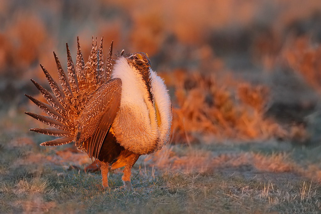 Canon EOS 7D Mark II + Canon EF 800mm F5.6L IS USM sample photo. Male sage grouse on lek photography