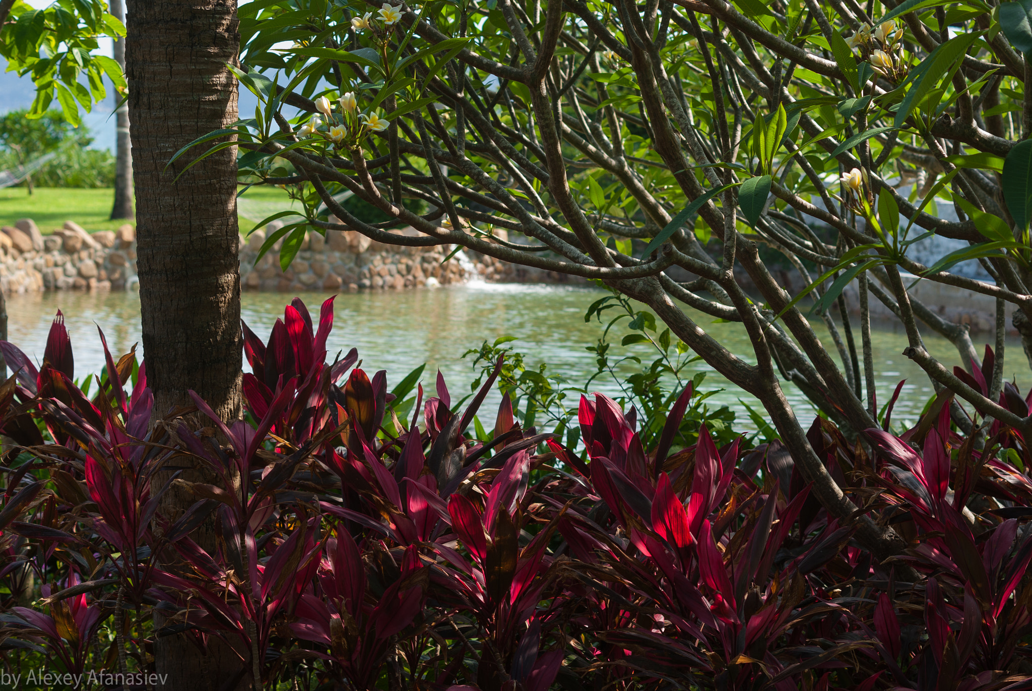 Pentax K10D + Pentax smc DA 50mm F1.8 sample photo. Near a swimming pool photography