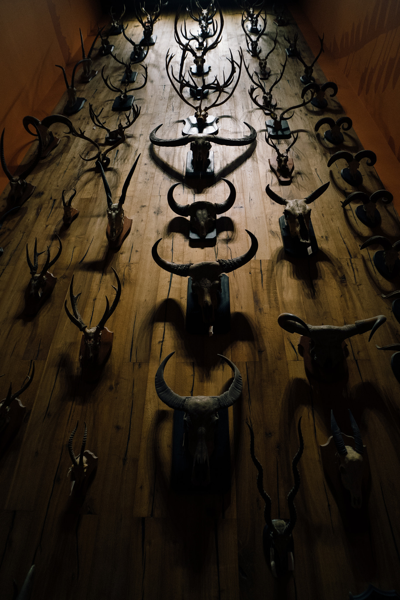 Panasonic DMC-GM1S sample photo. Skull and horn photography