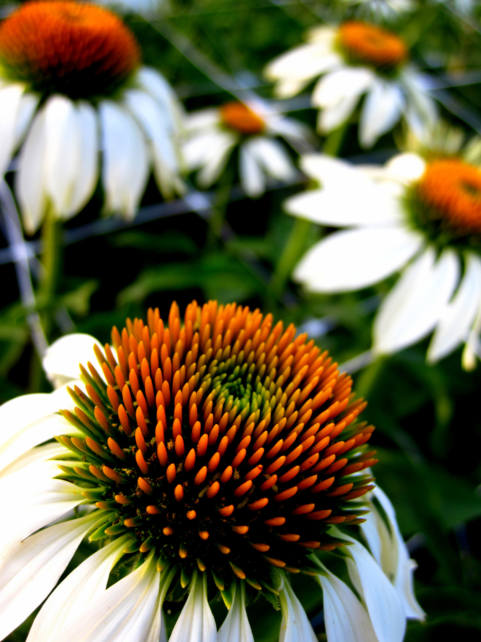 Canon PowerShot SD970 IS (Digital IXUS 990 IS / IXY Digital 830 IS) sample photo. Echinacea photography