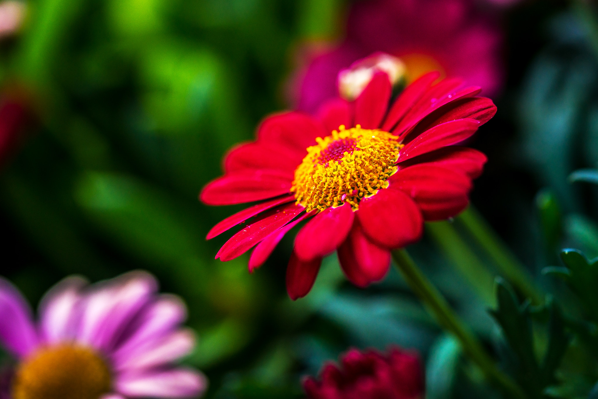 Sony a99 II + 105mm F2.8 sample photo. Cute photography