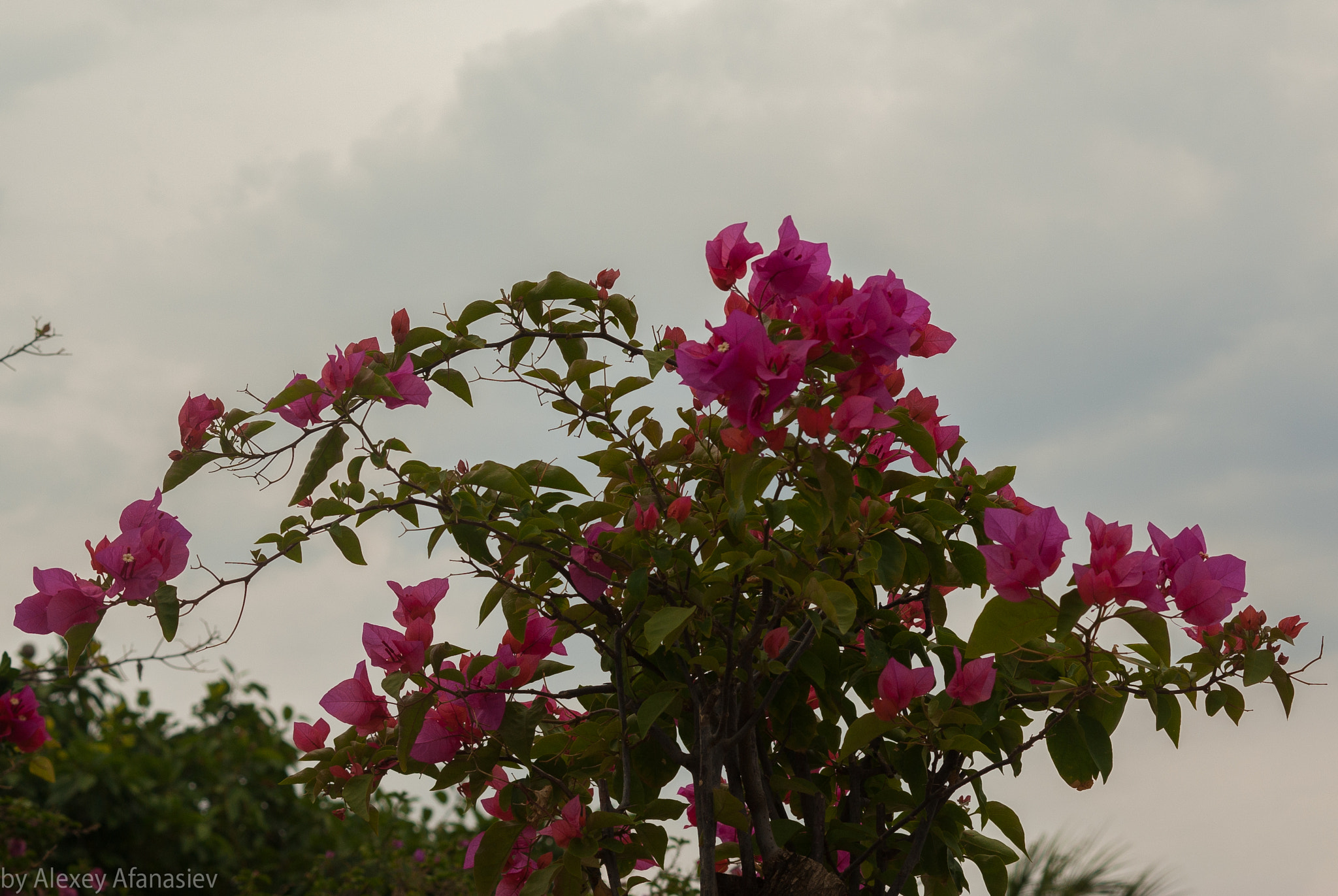 Pentax K10D + Pentax smc DA 50mm F1.8 sample photo. Pink flowers photography