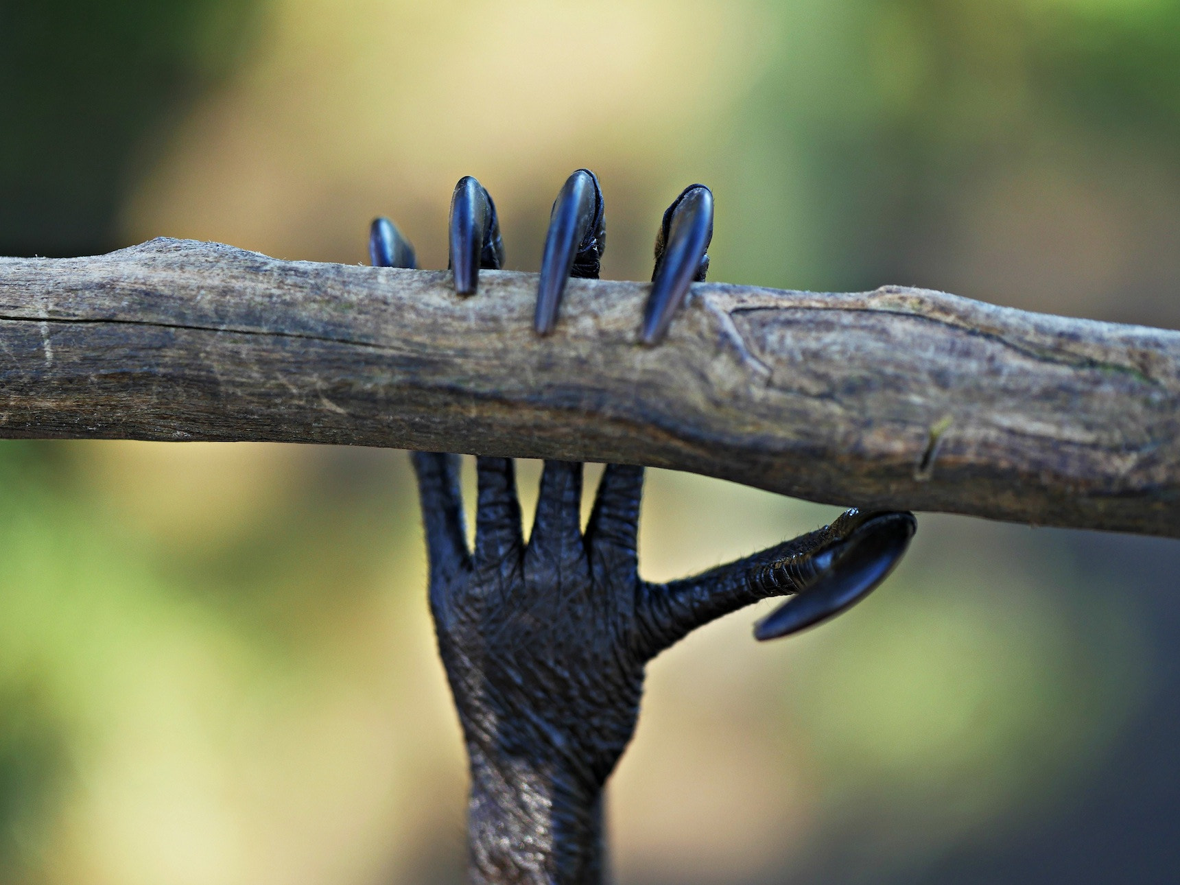 Panasonic Leica DG Macro-Elmarit 45mm F2.8 ASPH OIS sample photo. Hanging on 2 photography