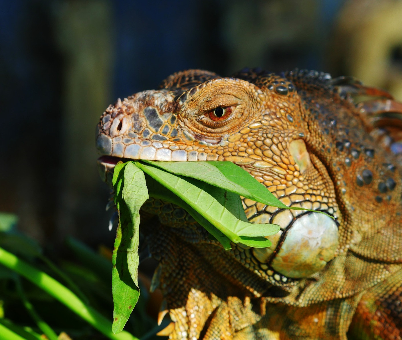 Panasonic Lumix DMC-GH4 + Olympus M.Zuiko Digital 45mm F1.8 sample photo. Iguana 1 photography
