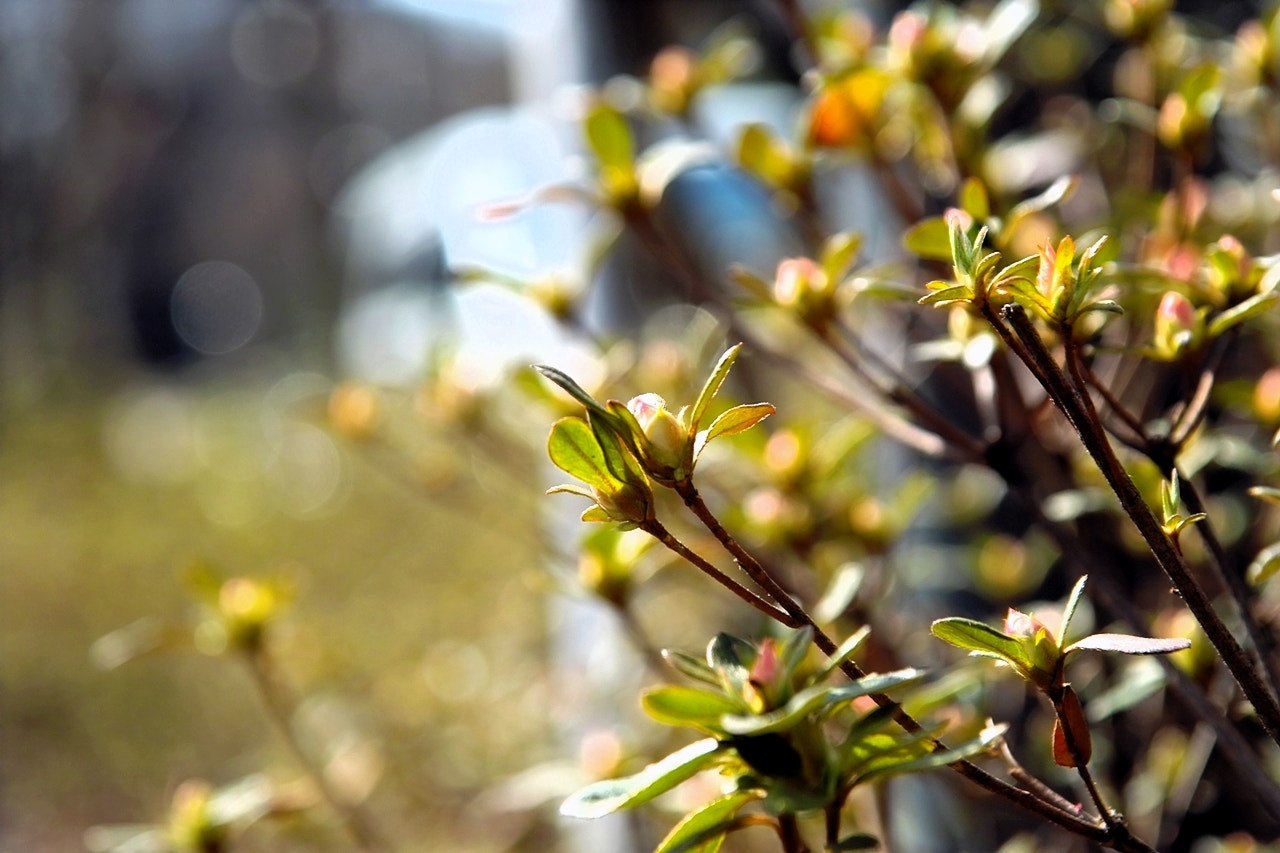 Sigma SD14 sample photo. Spring photography