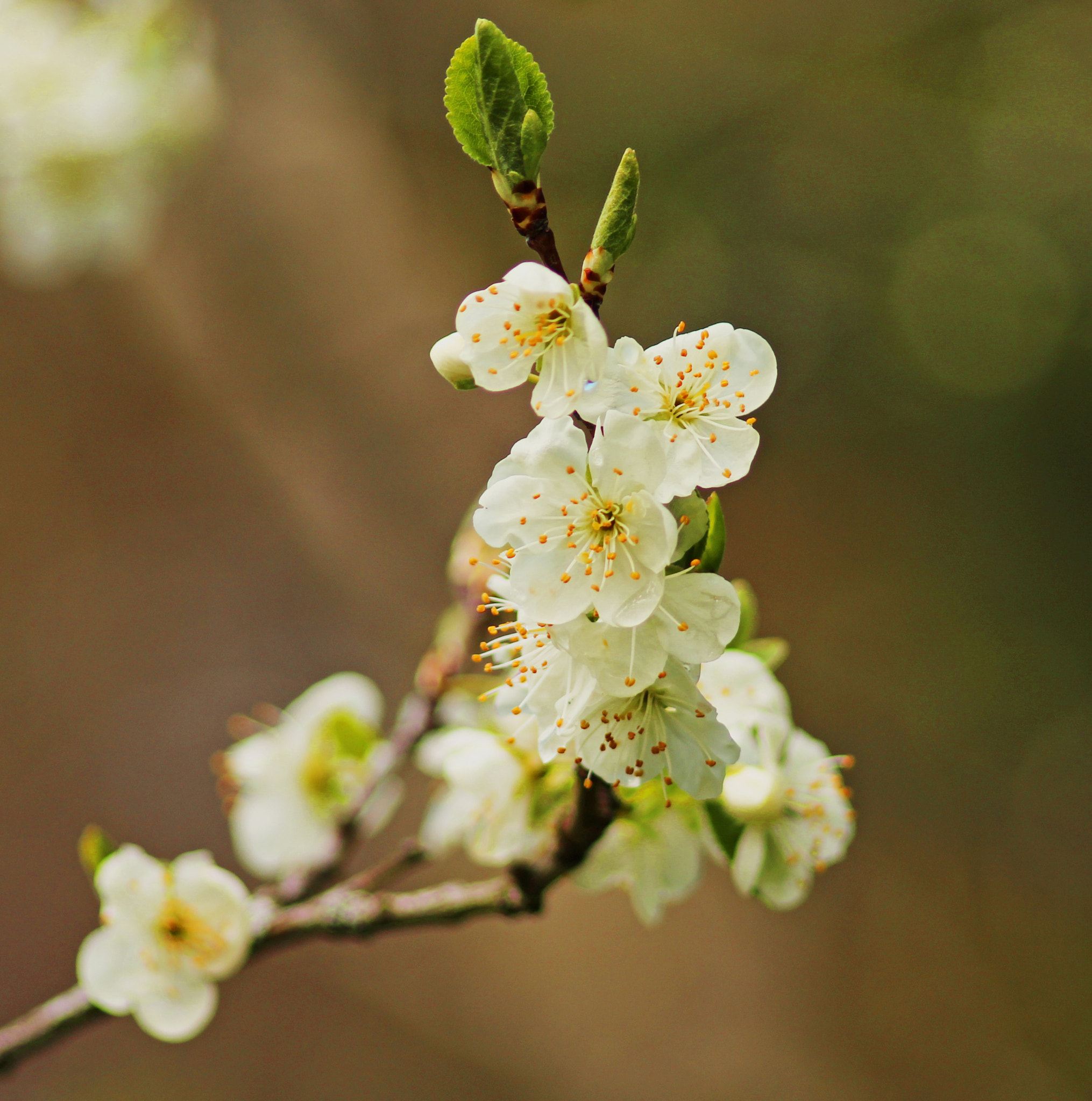 Canon EF 70-210mm f/4 sample photo. Cherryblossoms... photography