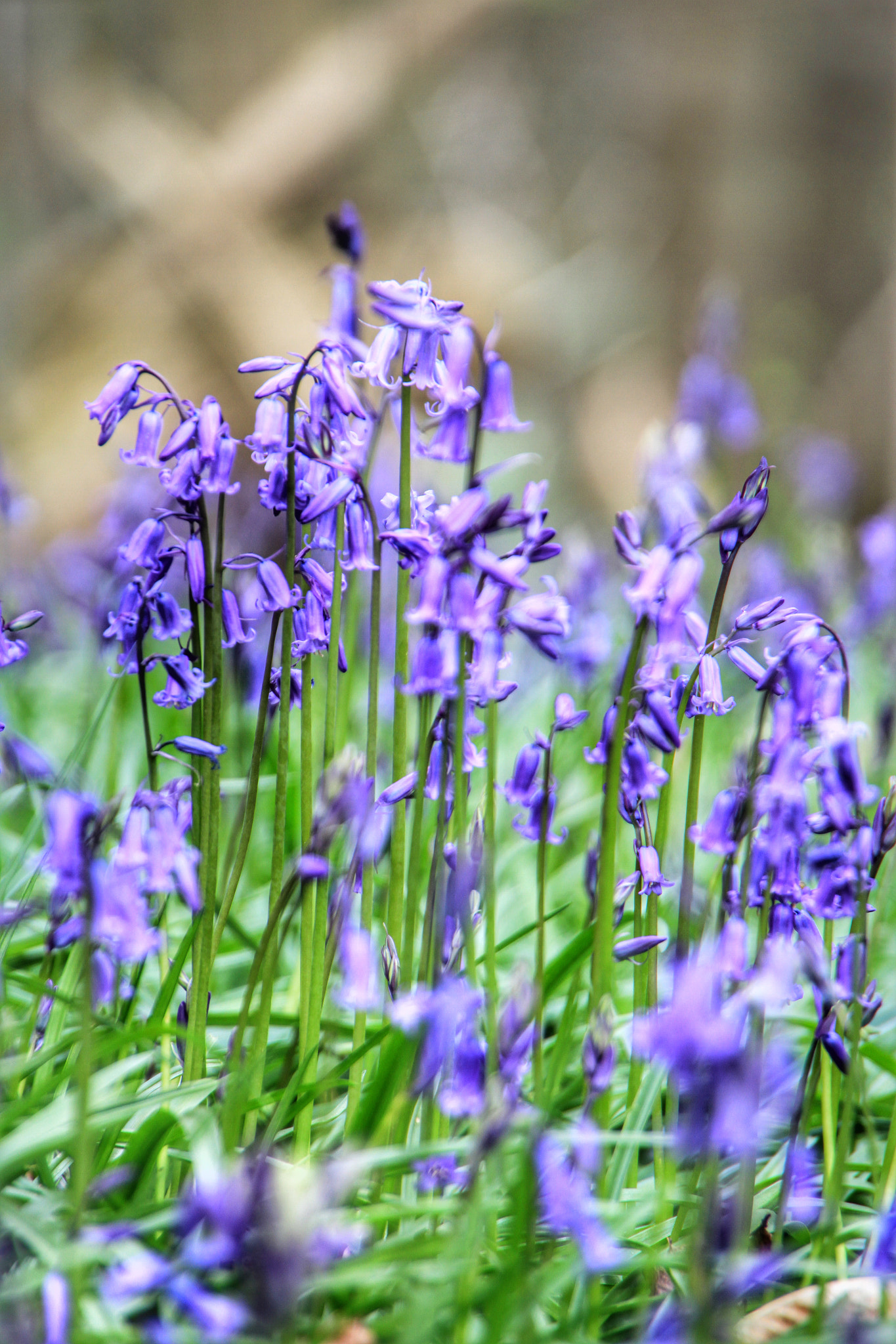 Canon EOS 7D + Canon 18-270mm sample photo. "bluebells" i love the woods at this time of year  ... photography