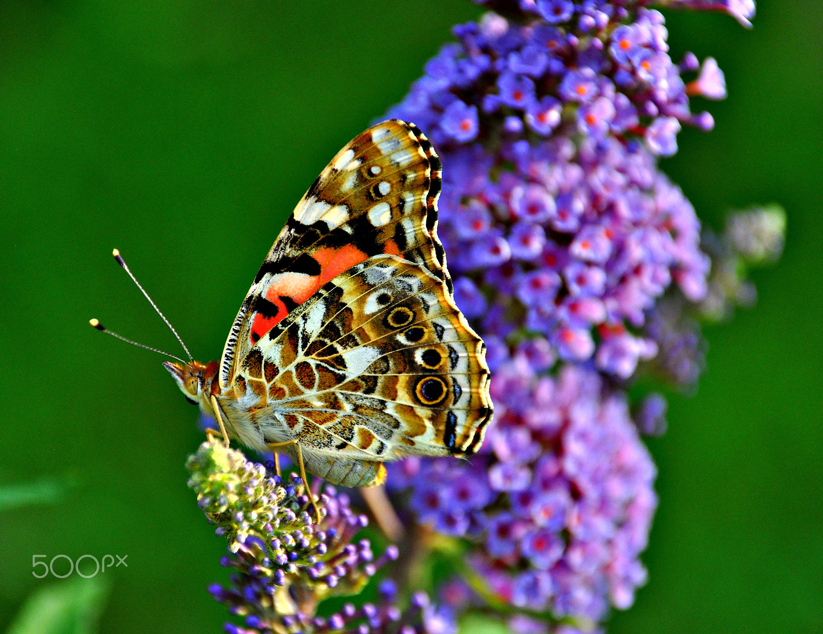 Sigma 18-250mm F3.5-6.3 DC Macro OS HSM sample photo. Butterfly photography