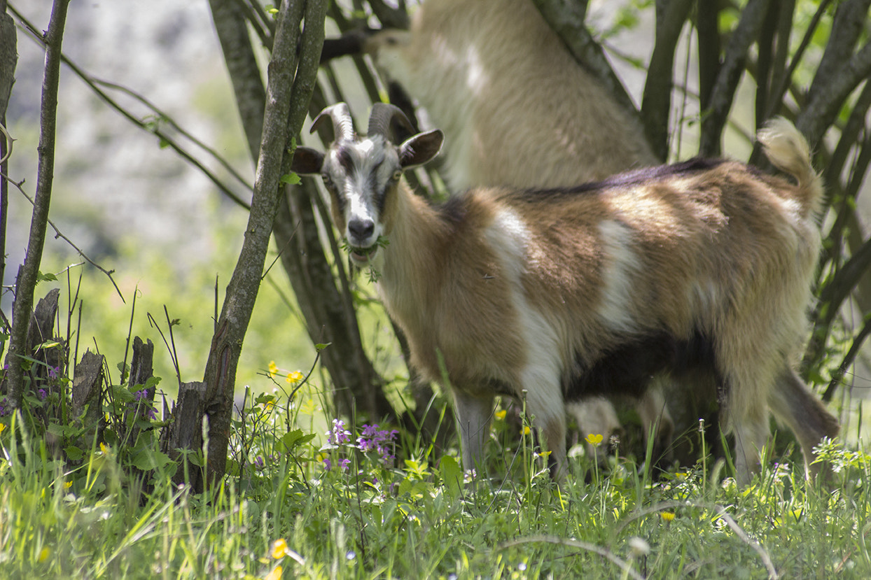 Sigma 70-300mm F4-5.6 APO DG Macro sample photo. Happy goat photography
