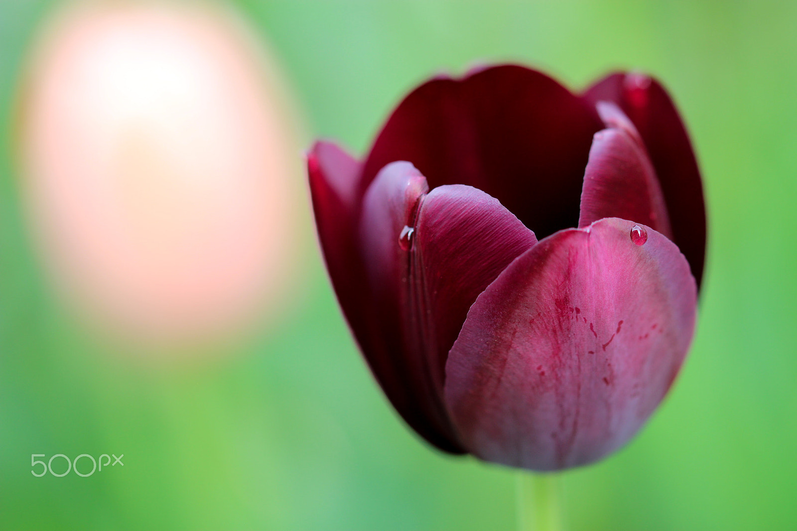 Sigma 105mm F2.8 EX DG OS HSM sample photo. Purple photography