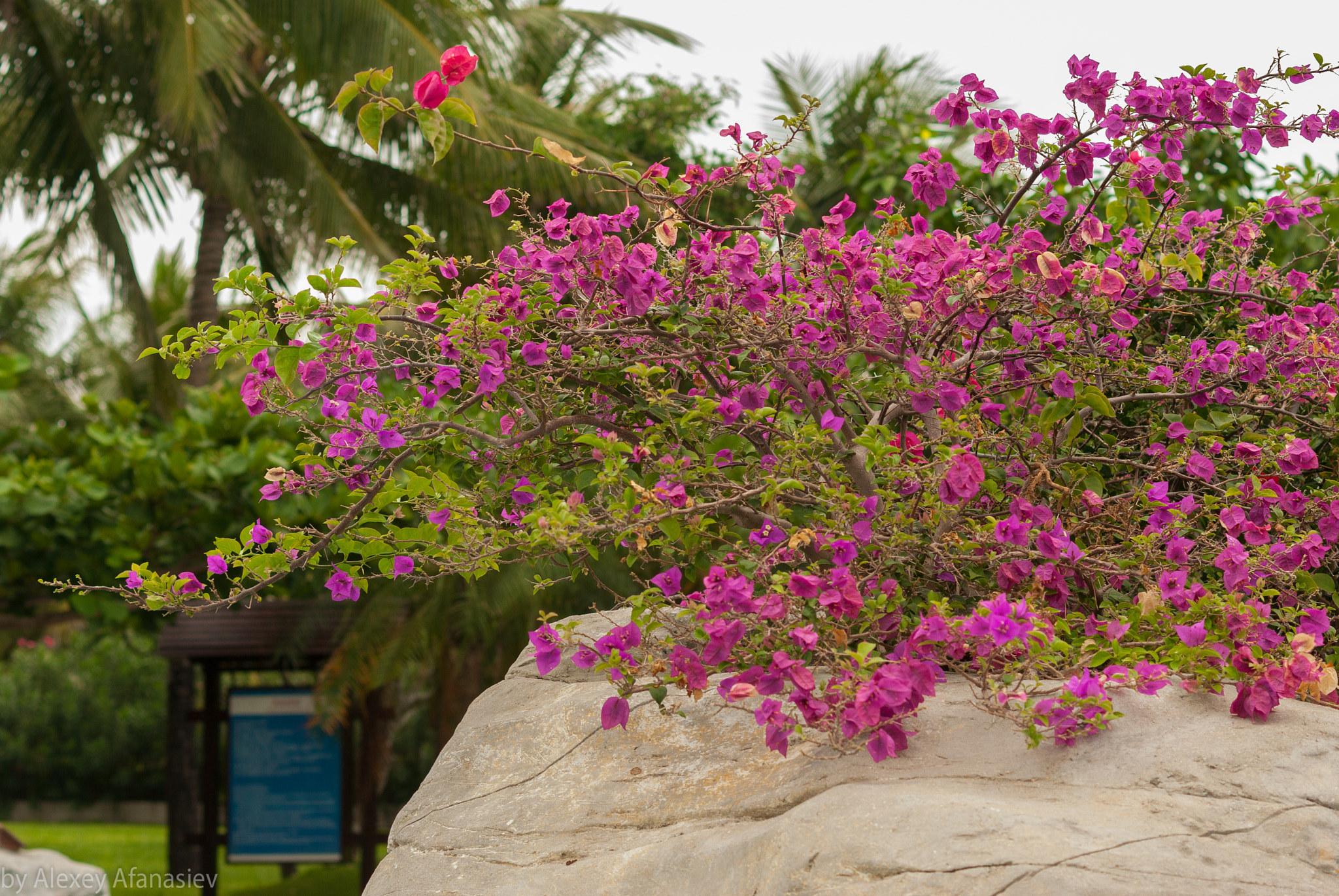 Pentax K10D + Pentax smc DA 50mm F1.8 sample photo. Purple flowers photography