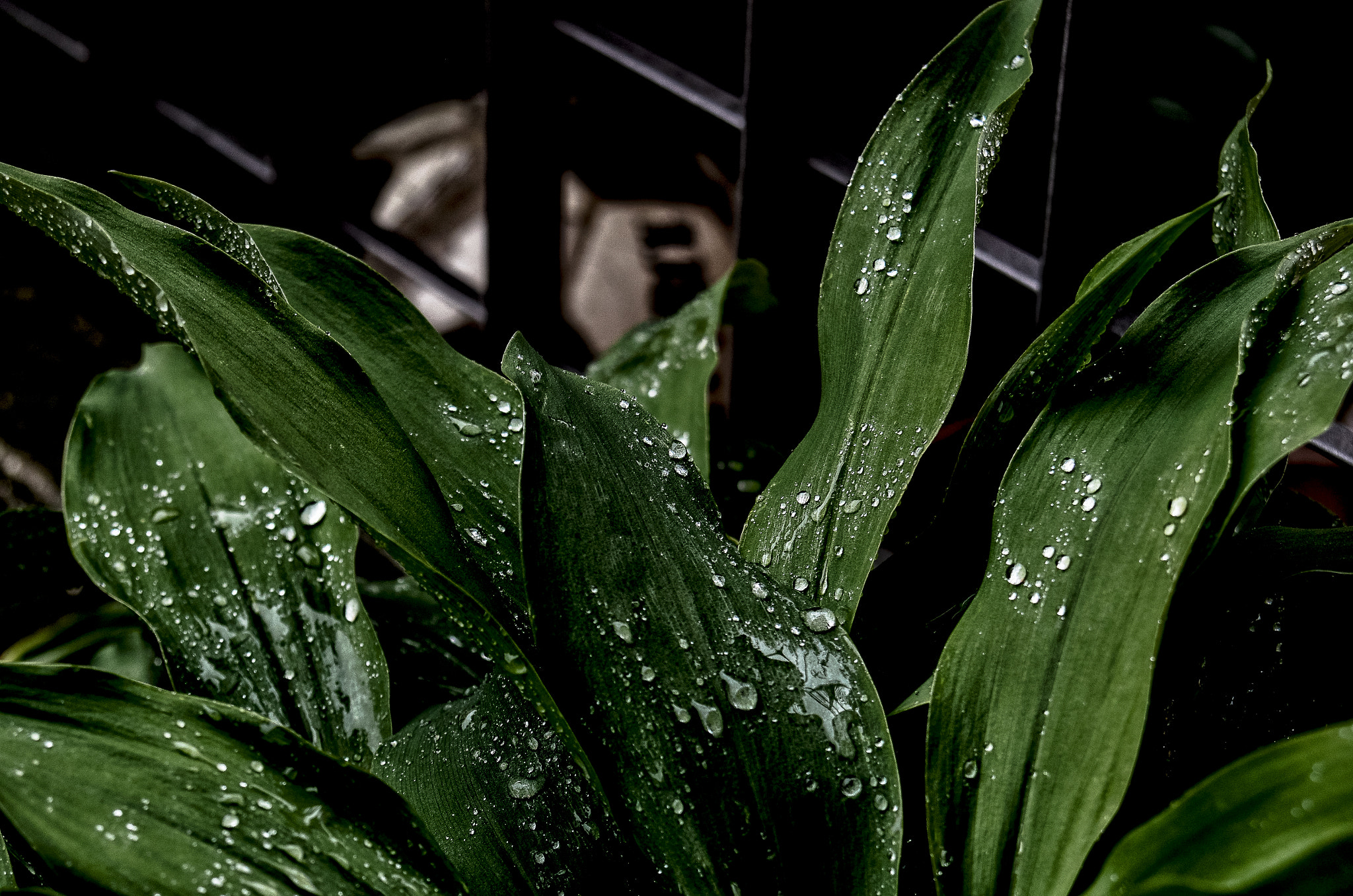 smc PENTAX-F 35-70mm F3.5-4.5 sample photo. Leaves raindrops and a soccer ball photography