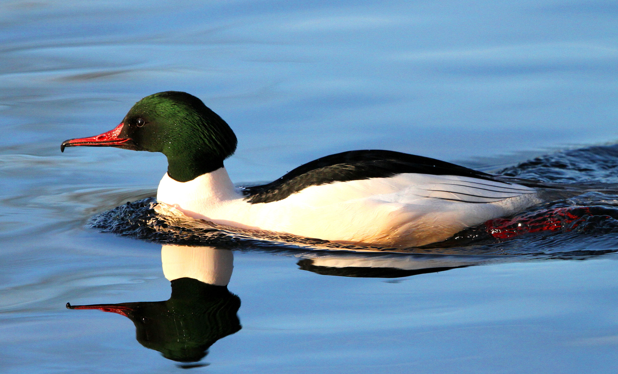 Canon EF 500mm F4L IS II USM sample photo. Drake goosander photography