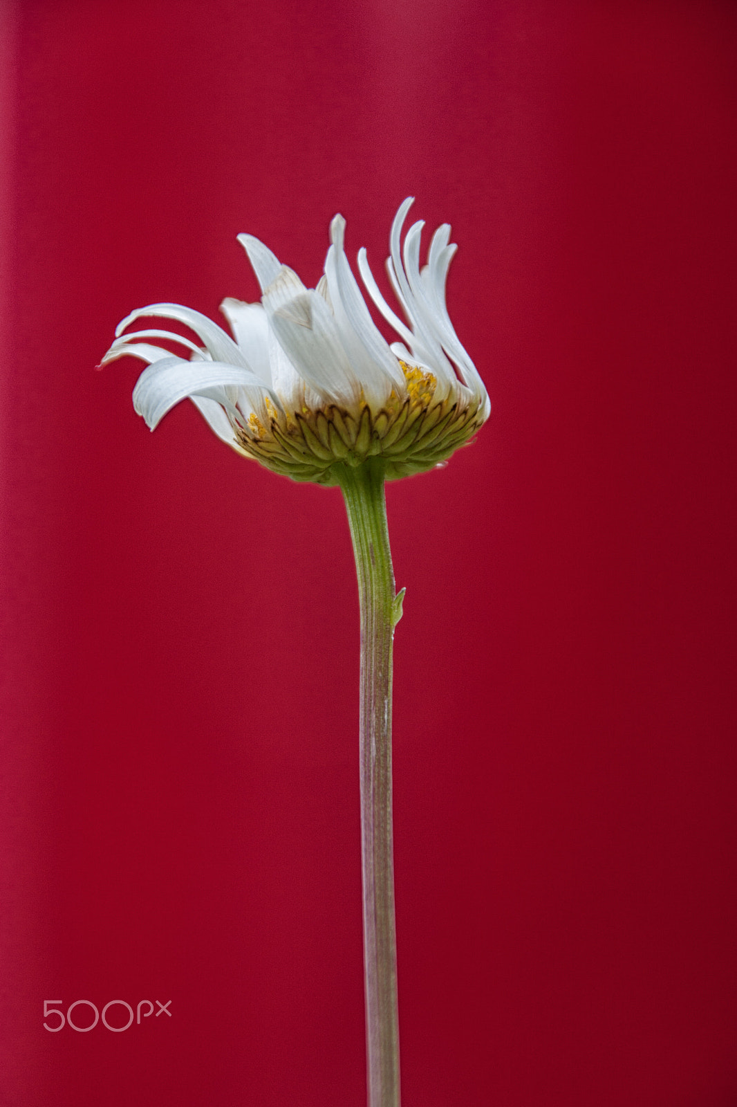 Sigma 18-250mm F3.5-6.3 DC OS HSM sample photo. Oxeye daisy photography