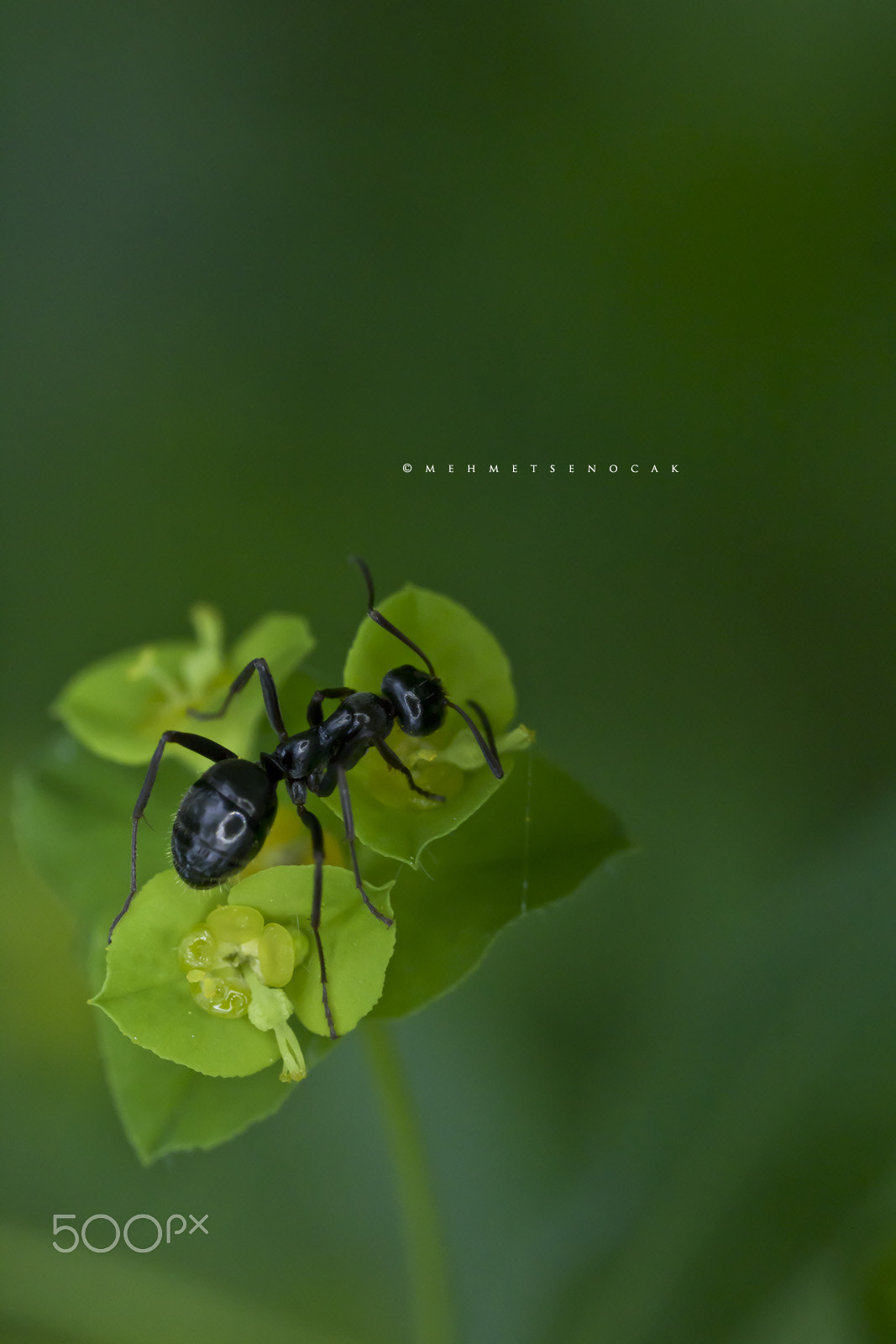 Canon MP-E 65mm F2.5 1-5x Macro Photo sample photo. Green photography